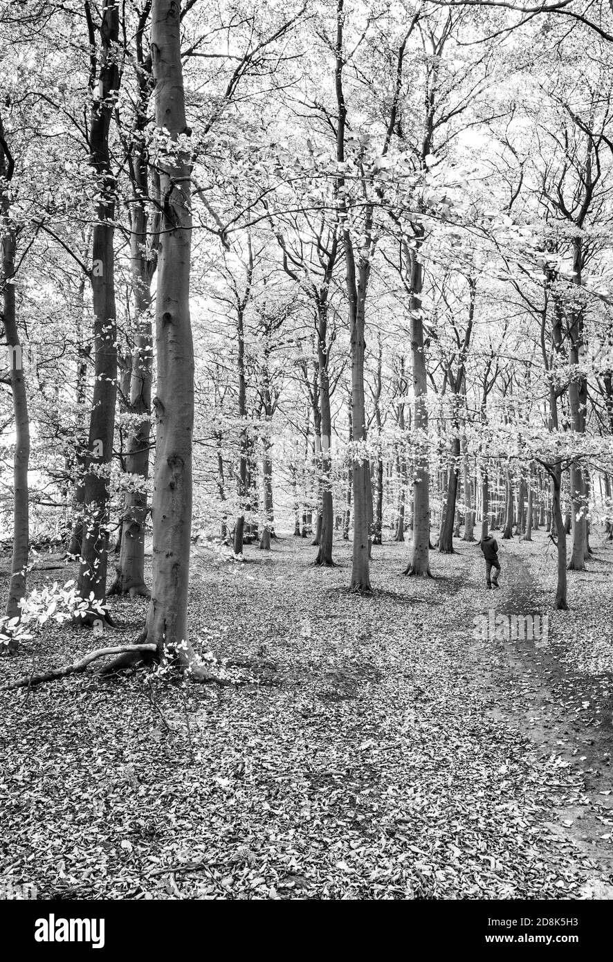 Walking trees Black and White Stock Photos & Images - Alamy