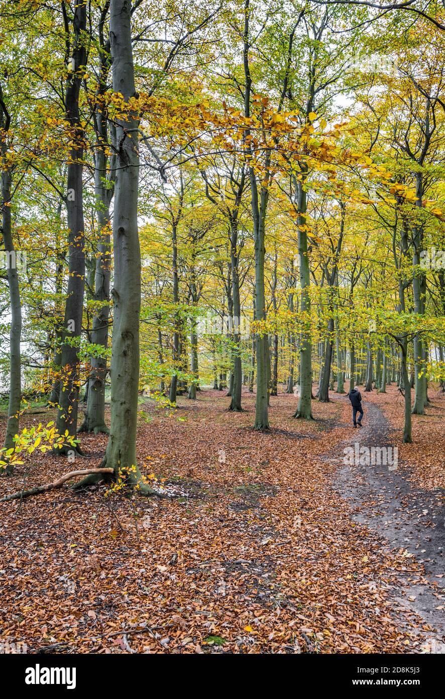 Footpath through beech trees hi-res stock photography and images - Alamy