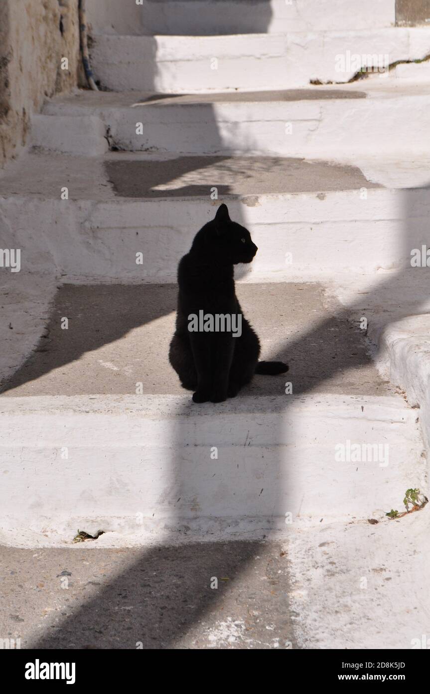 Black cat sitting on white stairs, facing aside Stock Photo Alamy