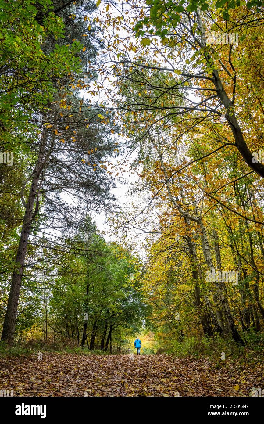 One person walking woodland hi-res stock photography and images - Alamy