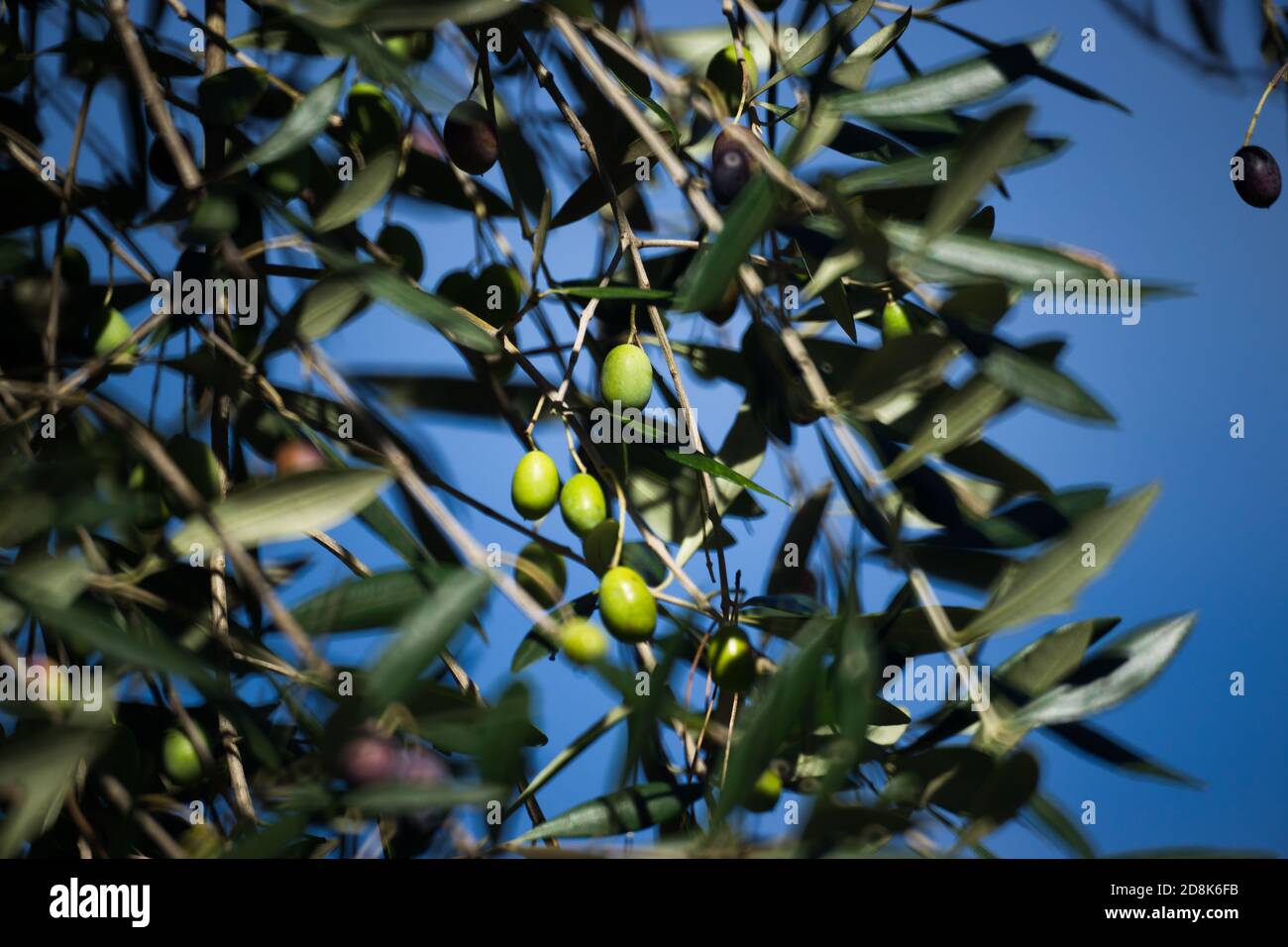 Olive branches full of green and black olives on blue sky background. Stock Photo