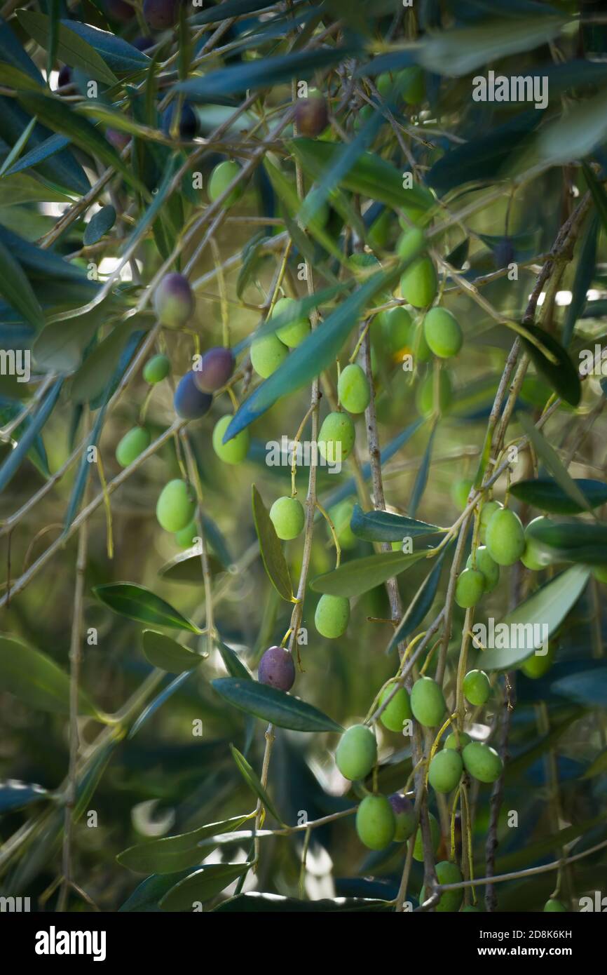 Olive tree vector hires stock photography and images Alamy