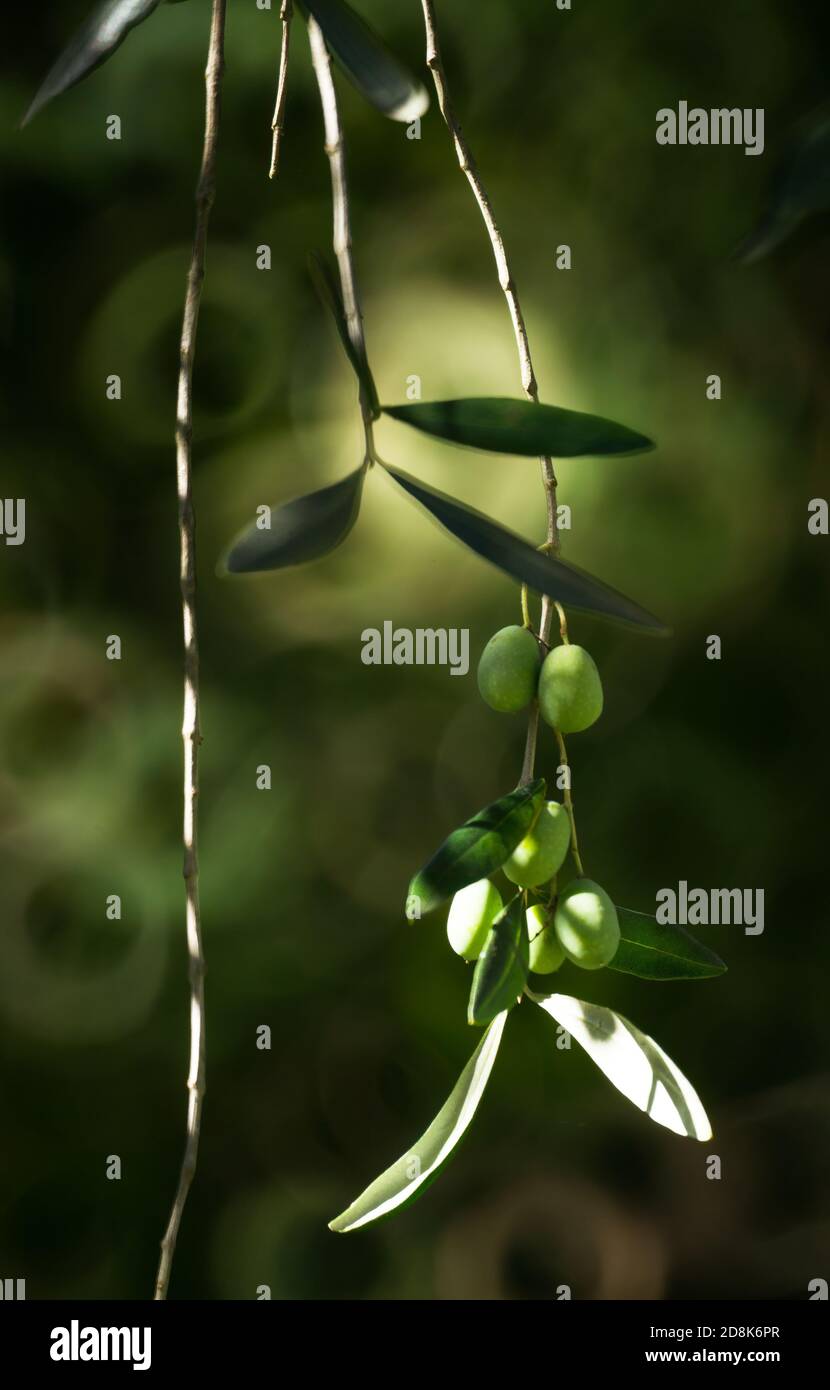 Olive branches full of green and black olives Stock Photo - Alamy
