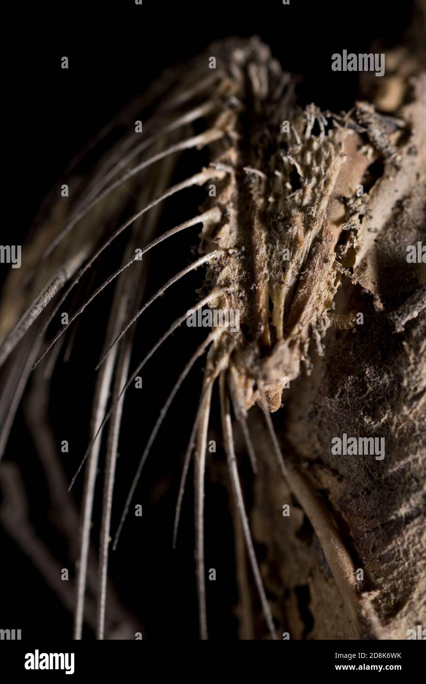 bird wing bone anatomy