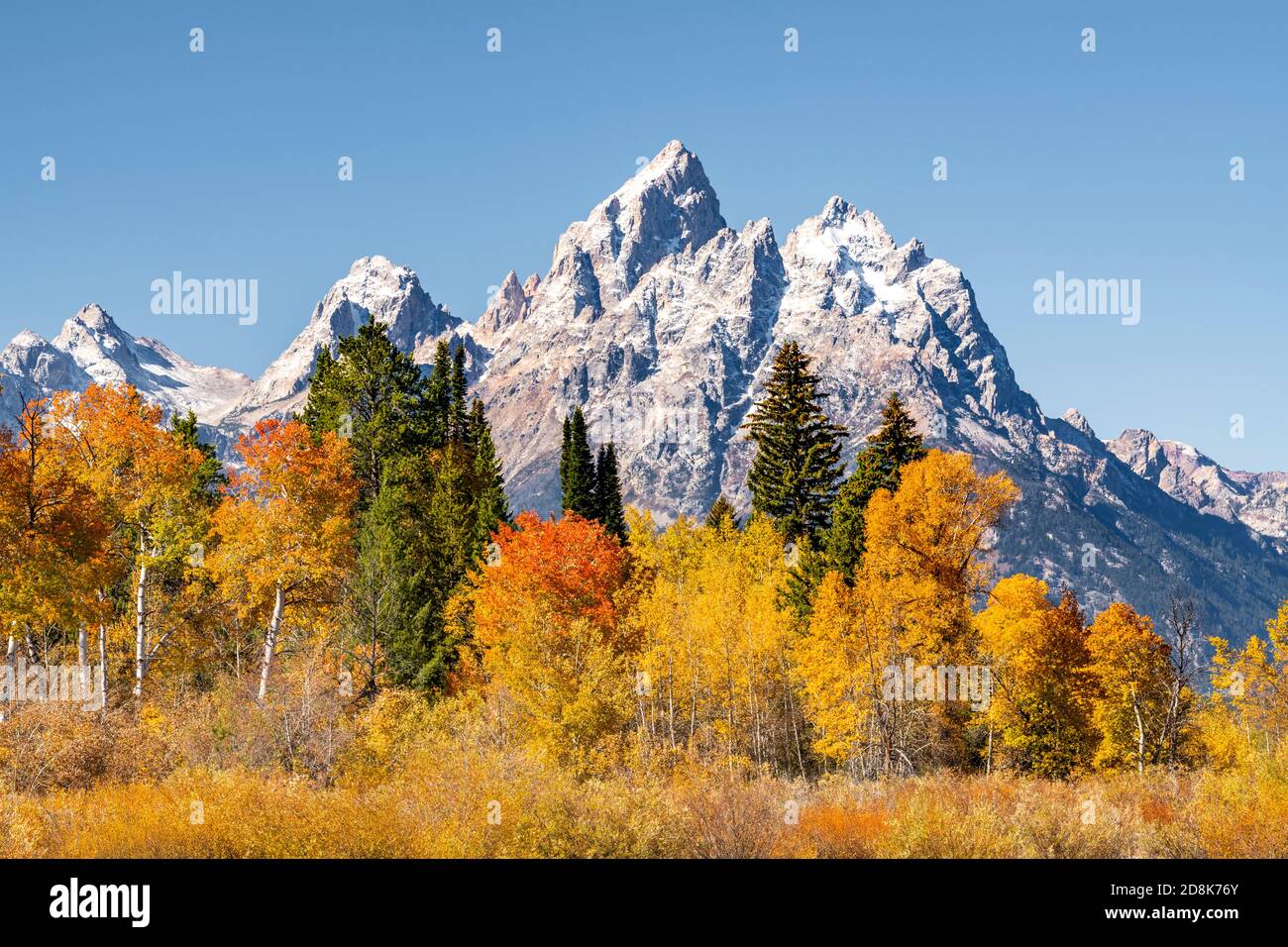 Autumn Aspens and Mt Moran, Grand Teton National Park, WY, USA, by Dominique Braud/Dembinsky Photo Assoc Stock Photo