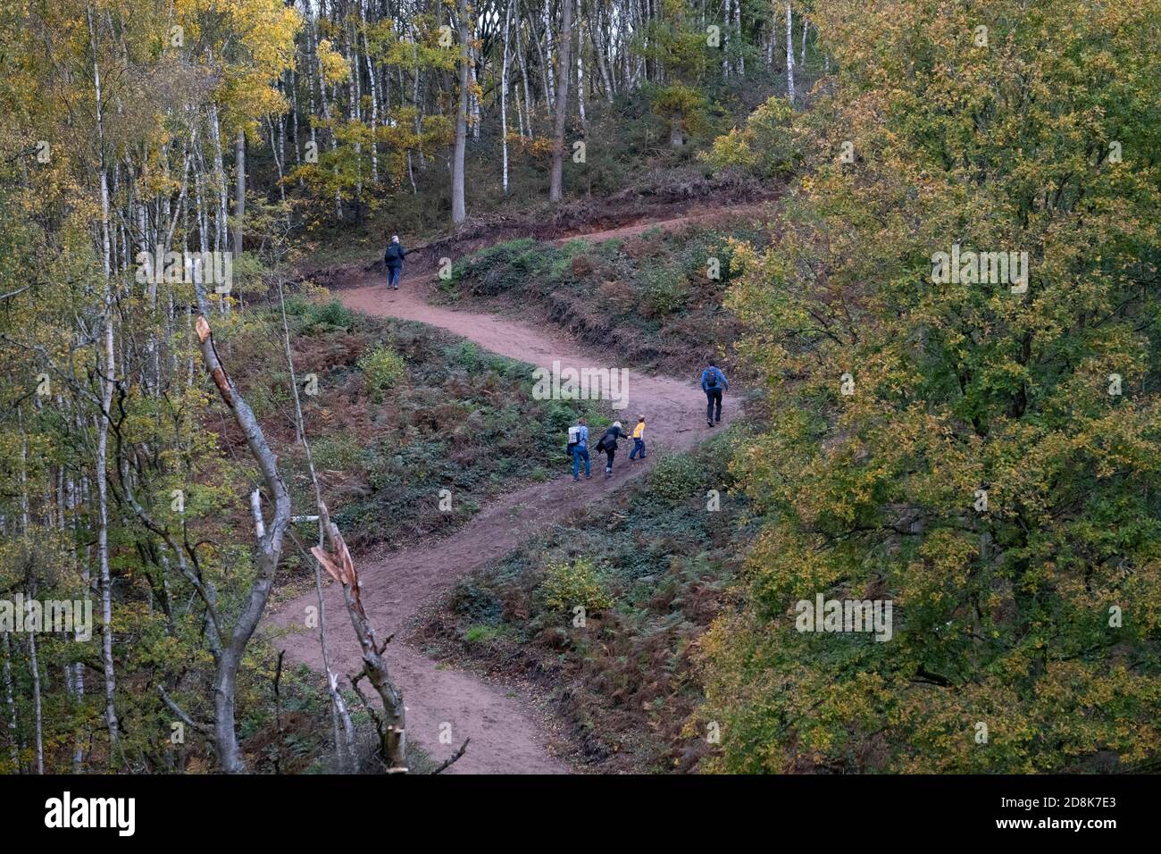 Walkers on a zig zag path in autumn woodland, Kinver, Staffordshire, UK. Stock Photo