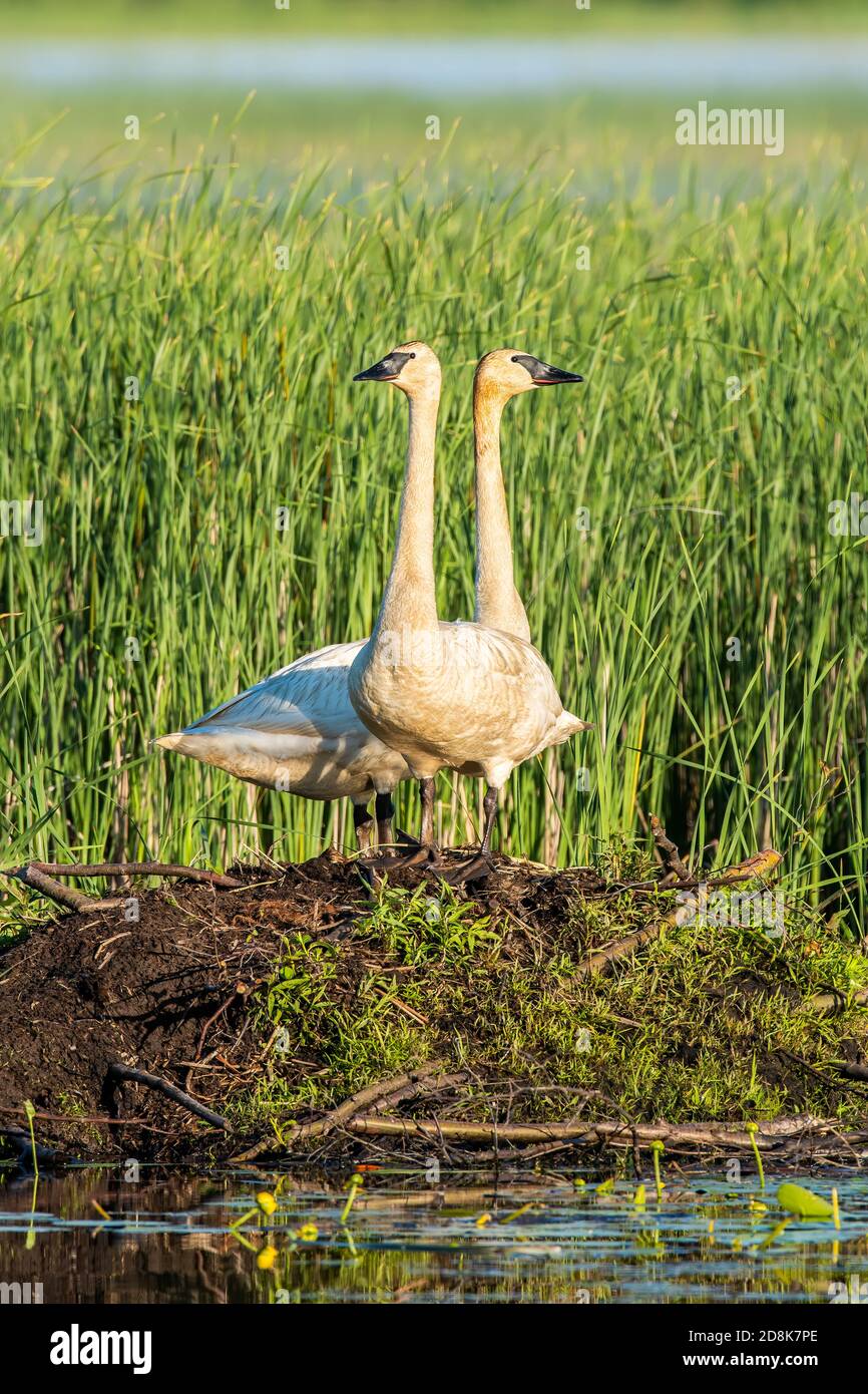 Trumpeter Swan Nest Hi Res Stock Photography And Images Alamy