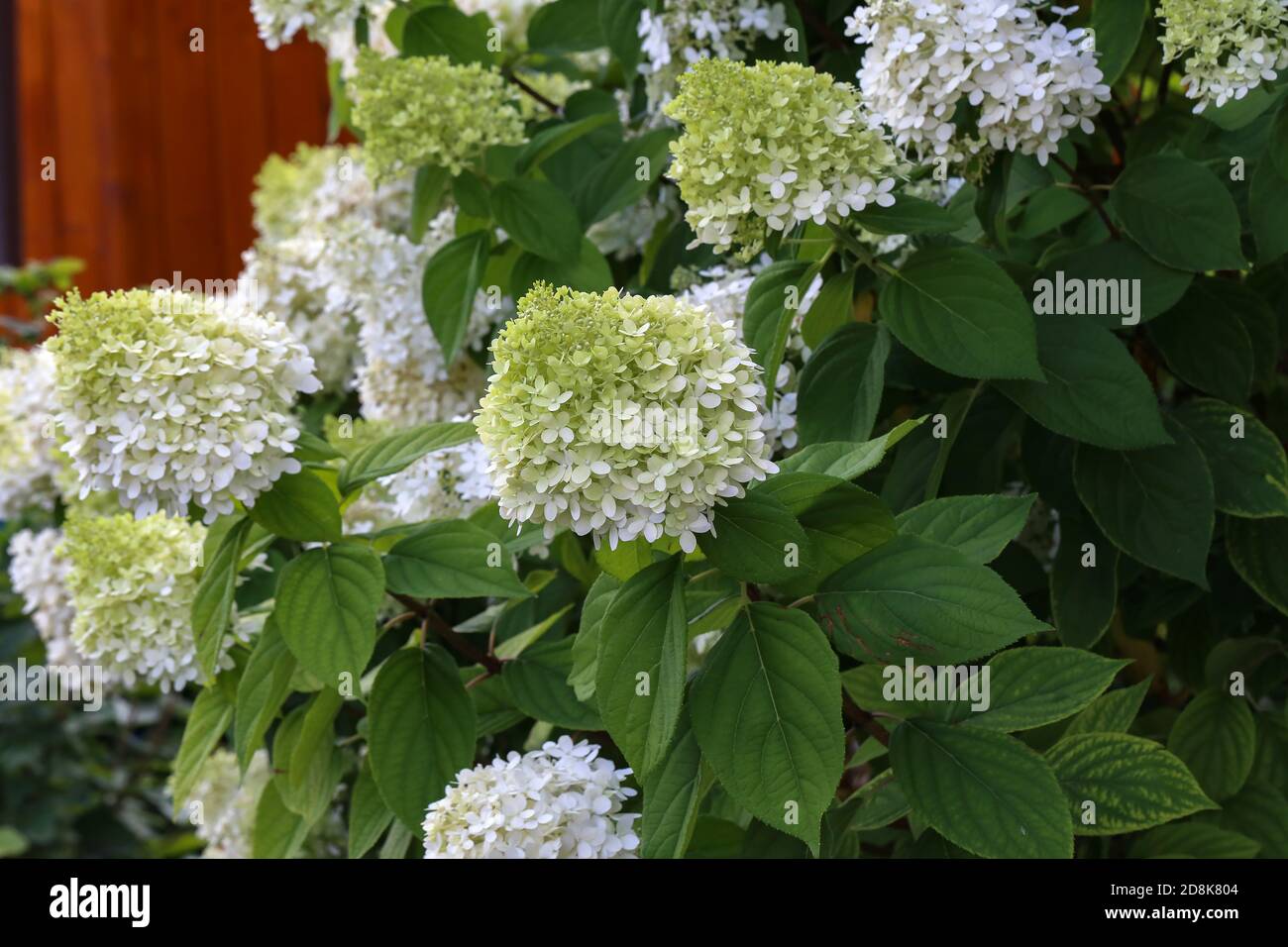 Closeup of beautiful white hydrangea plants in full bloom Stock Photo ...