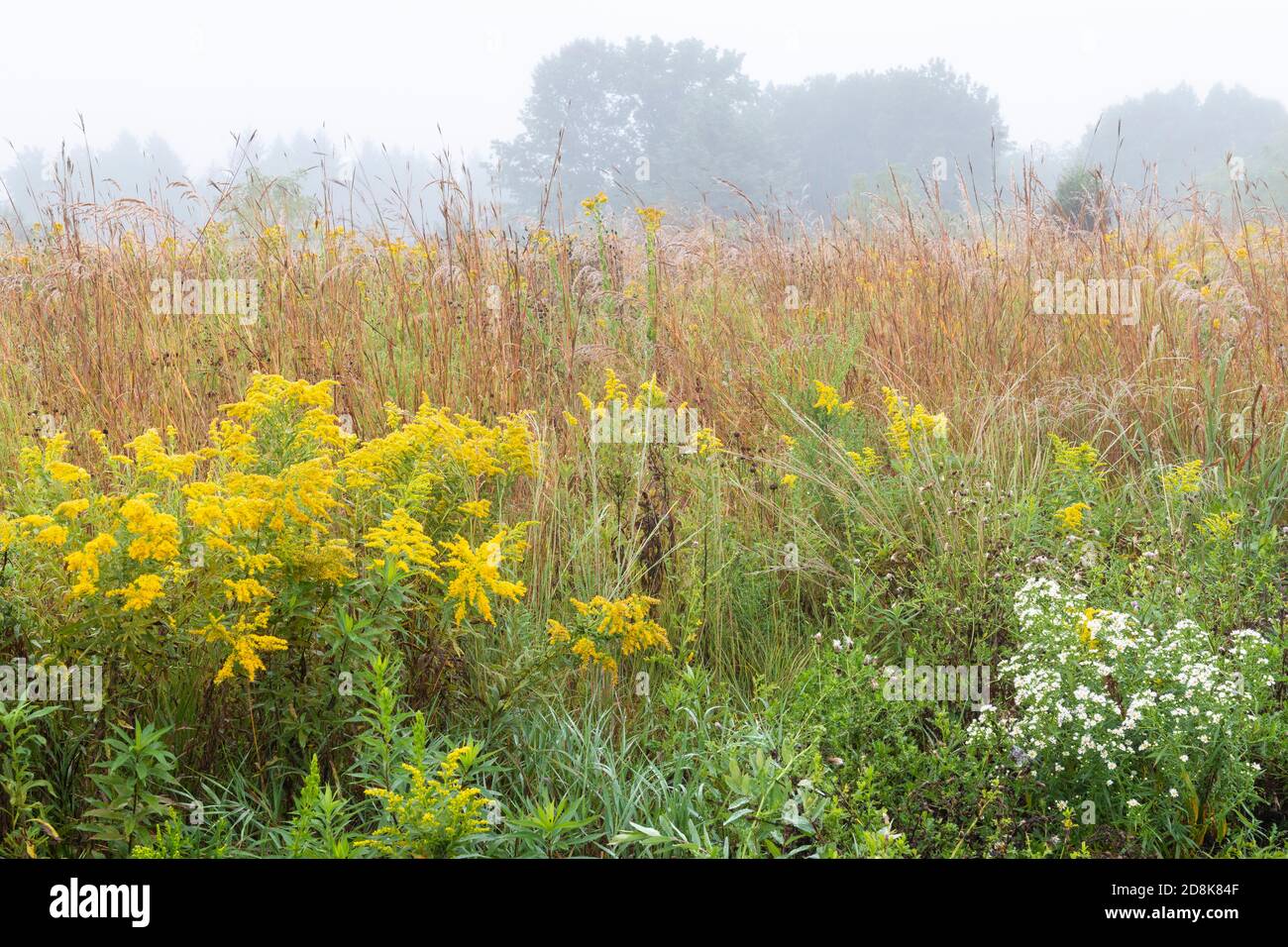 Prairie, late summer, early fall, Minnesota, USA, by Dominique Braud/Dembinsky Photo Assoc Stock Photo