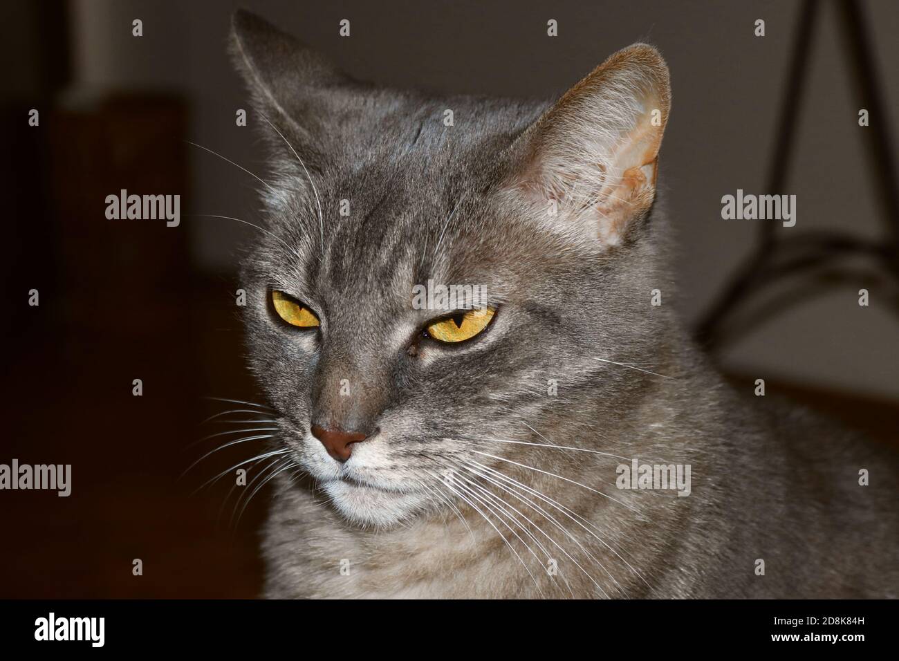 Gray grumpy cat Stock Photo