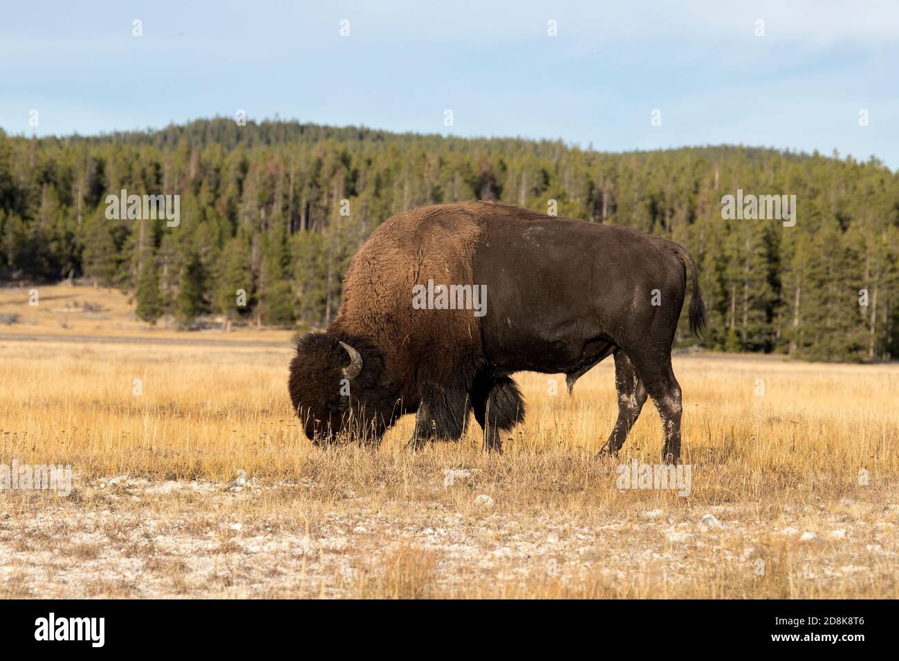 Yellowstone bull bison buffalo grazing mountain meadow. Wildlife and animal refuge for great herds of American Bison Buffalo. Biology, geography. Stock Photo