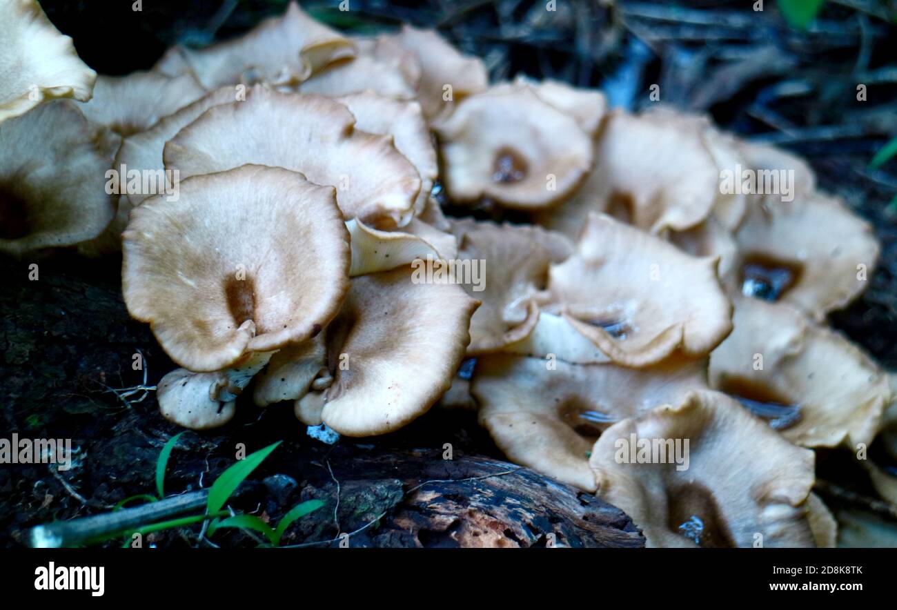 Lentinus squarrosulus mushroom lives on dead or decayed wood. Stock Photo