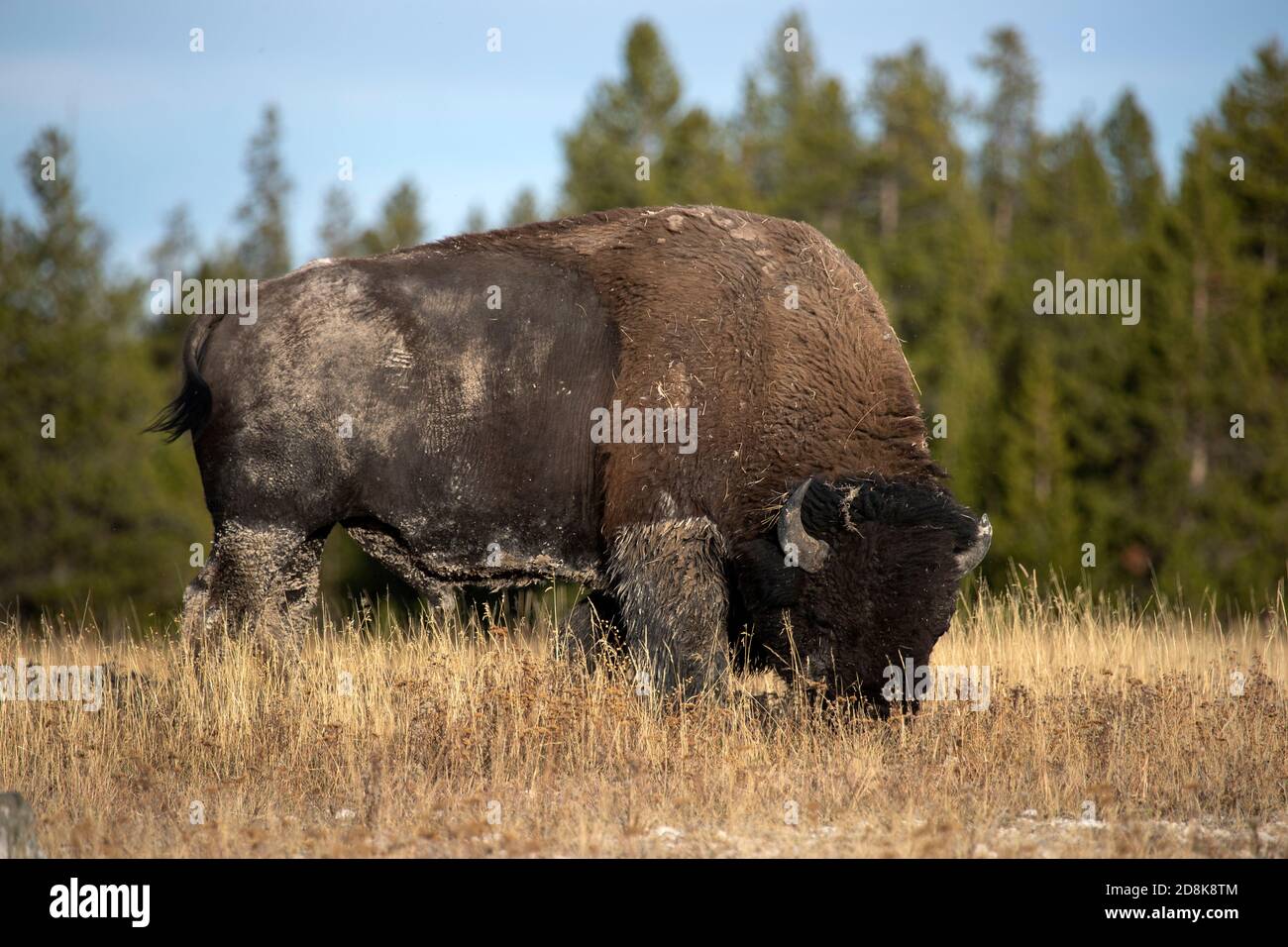 Yellowstone bull bison buffalo grazing mountain meadow. Wildlife and animal refuge for great herds of American Bison Buffalo. Biology, geography. Stock Photo
