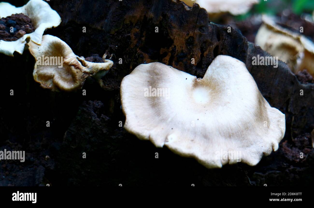 Lentinus squarrosulus mushroom lives on dead or decayed wood. Stock Photo