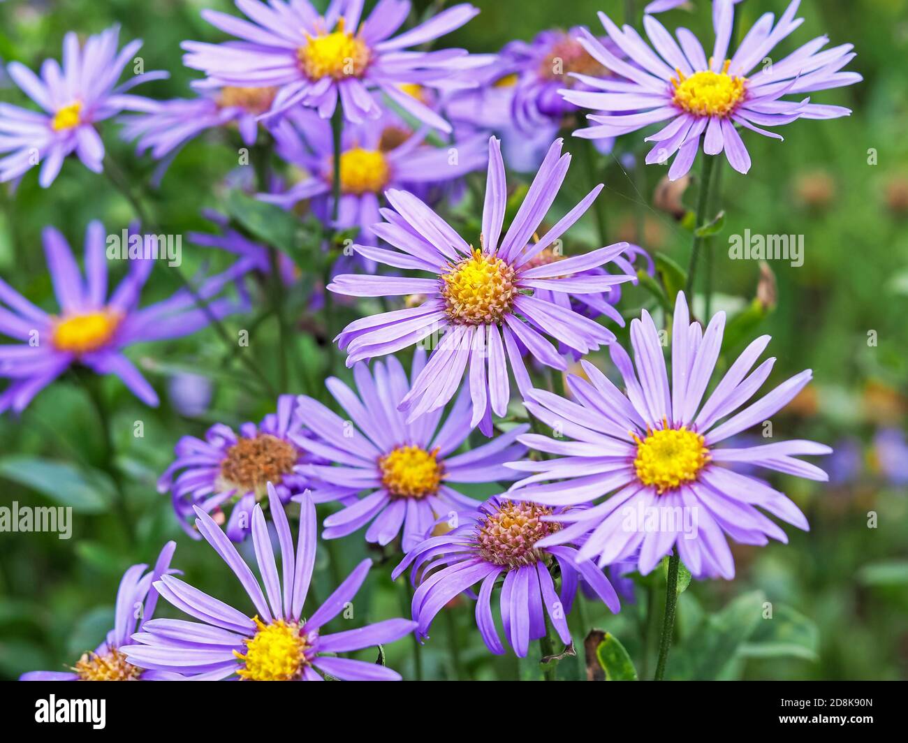 Closeup of purple Michaelmas daisy flowers, Aster amellus Rudolf goethe, in a garden Stock Photo