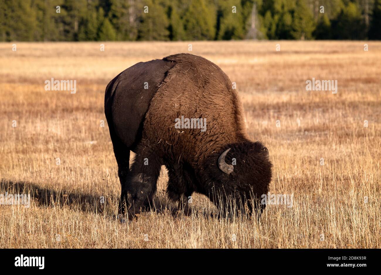 Yellowstone National Park bull bison buffalo grazing mountain meadow Stock Photo