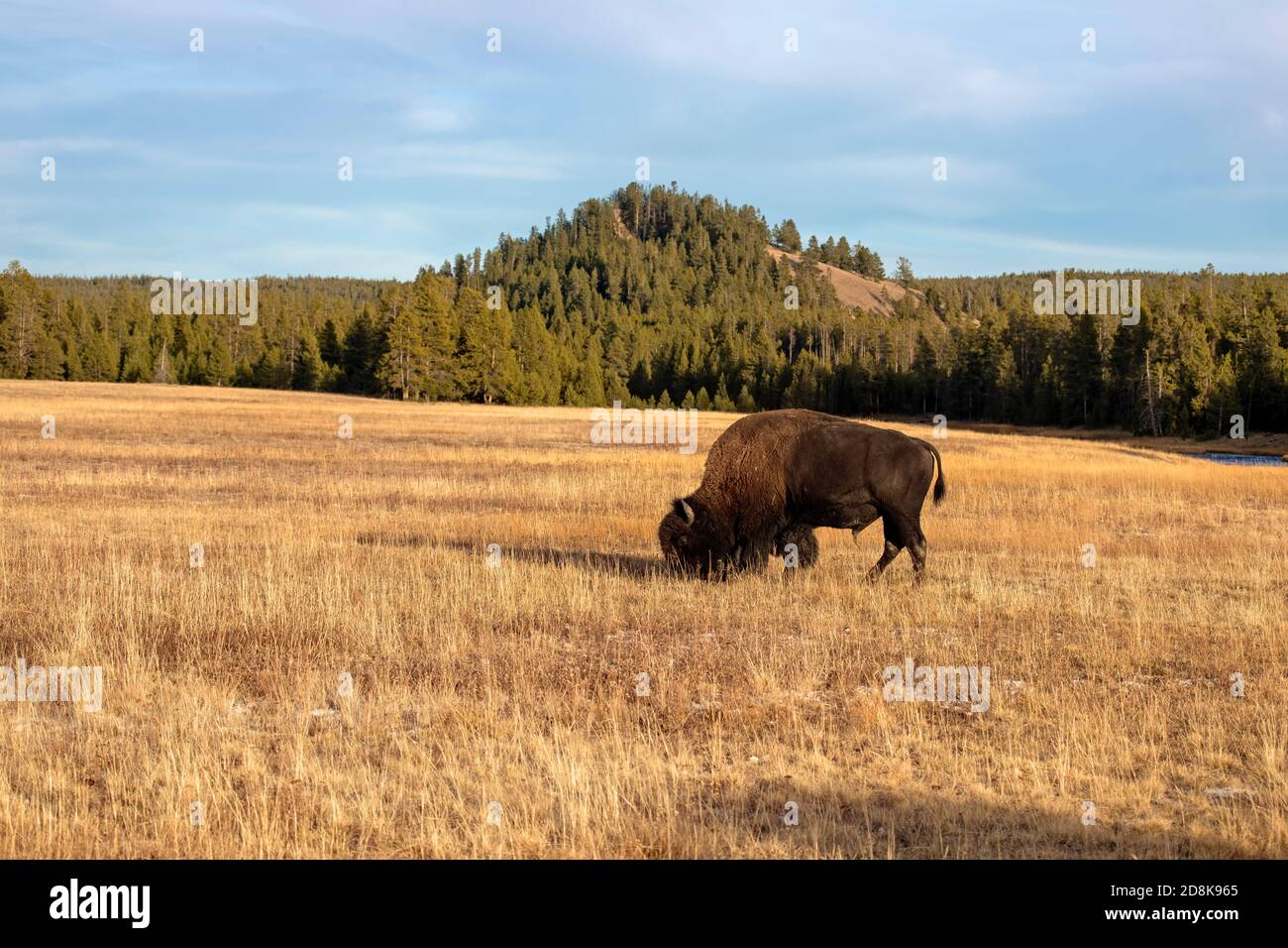 Yellowstone bull bison buffalo grazing mountain meadow Stock Photo