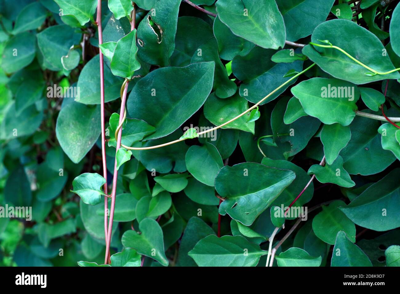 Anredera cordifolia or Madeira vine leaf. In Indonesian is binahong. Medicinal herb. Stock Photo