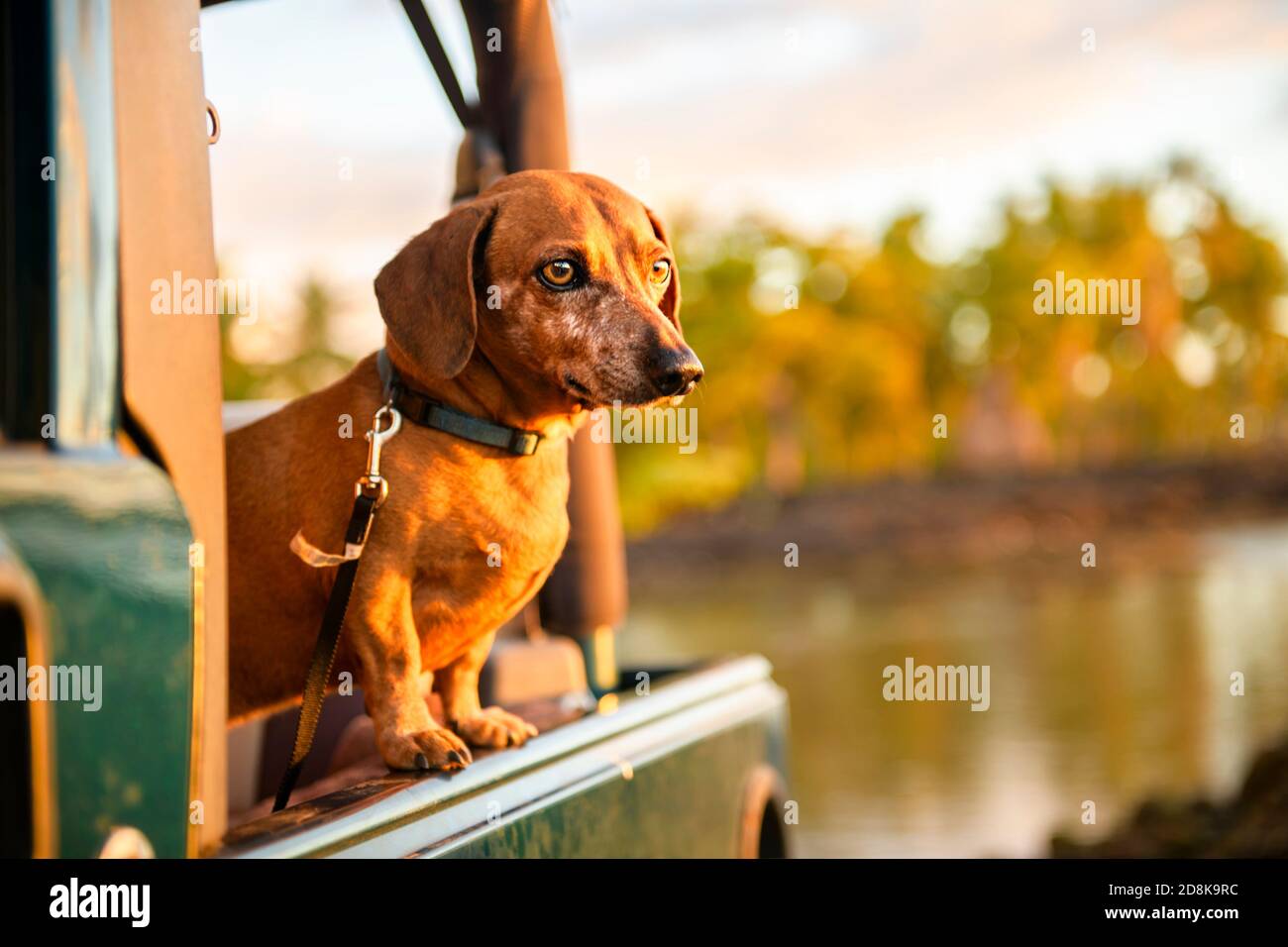 A portrait dog breed dachshund, tanning against the setting sun on the beach in summer Stock Photo