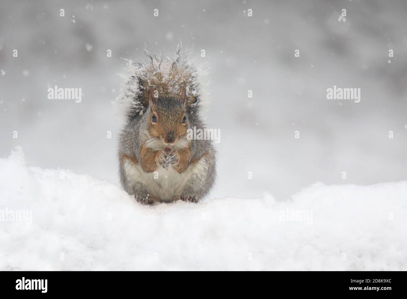 Eastern gray squirrel Sciurus carolinensis finding food in a winter snow storm Stock Photo