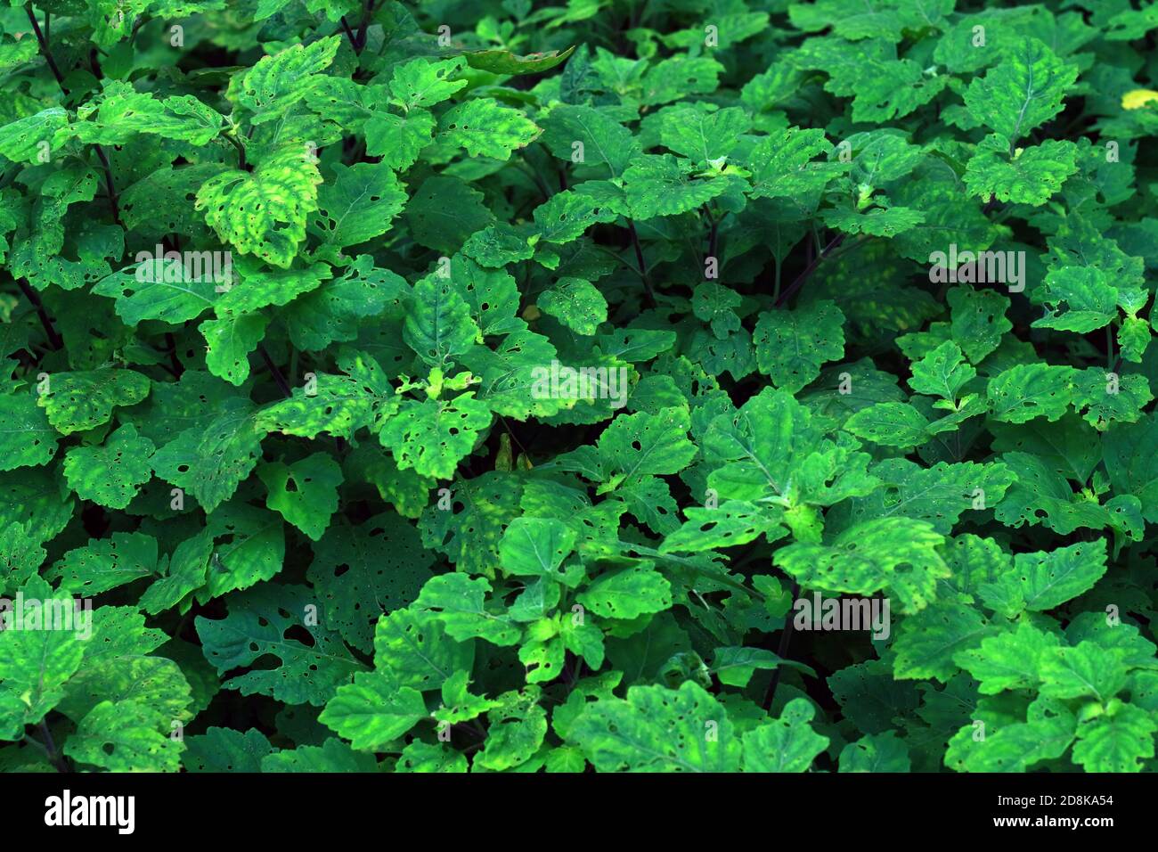 Nilam plant or Pogostemon cablin in the garden. Stock Photo