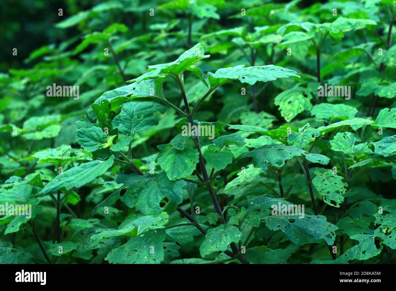 Nilam plant or Pogostemon cablin in the garden. Stock Photo
