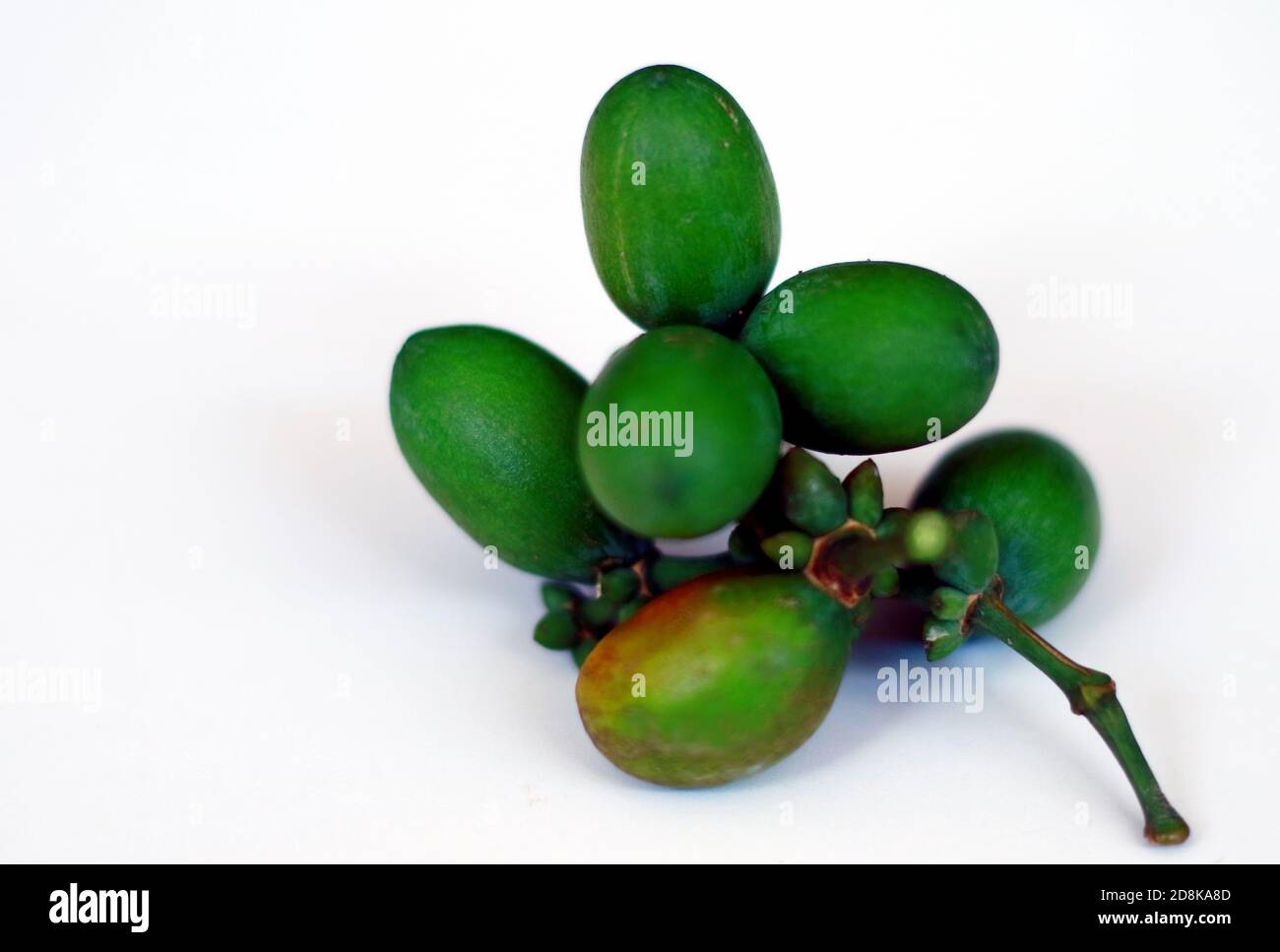 Gnetum gnemon or green melinjo on white background Stock Photo - Alamy