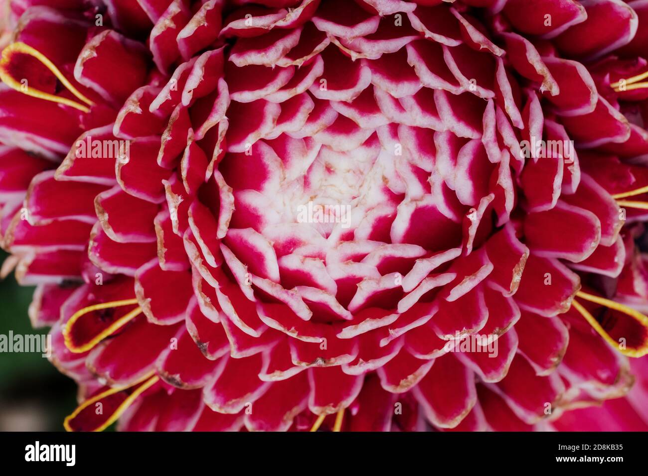 Etlingera elatior, known as torch ginger, ginger flower, red ginger