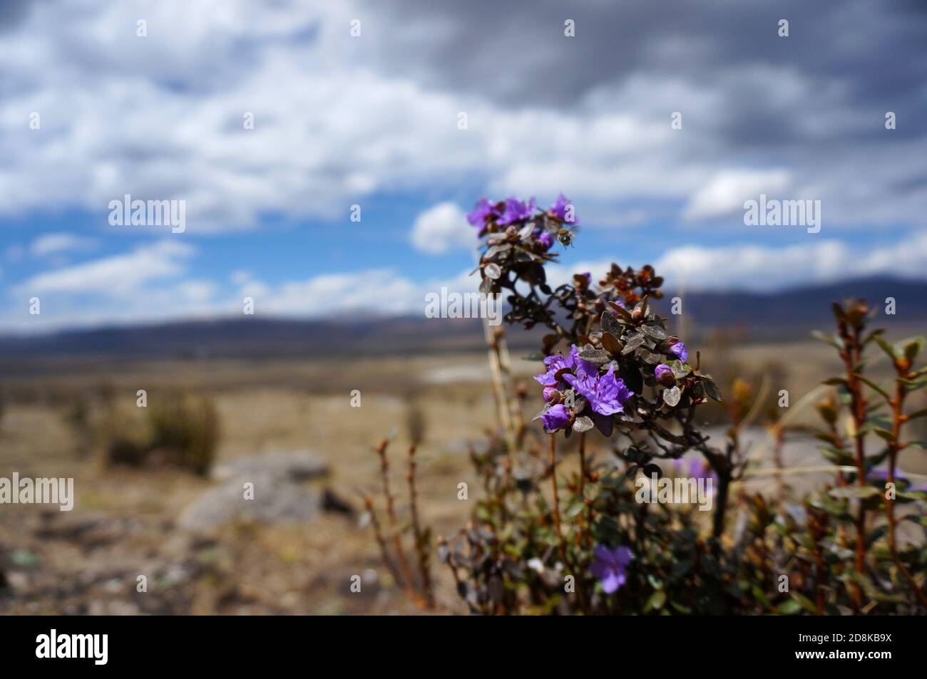 Steppe flower hi-res stock photography and - Alamy