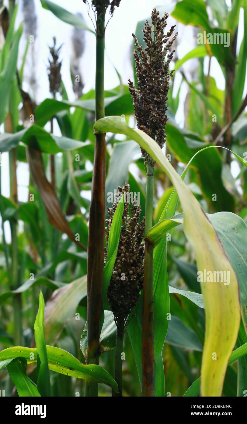 seeds hires stock photography and images Alamy