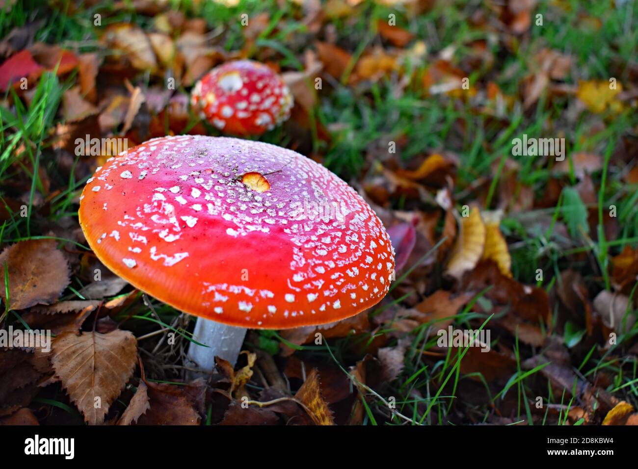 A bright red Amanita muscaria, commonly known as the fly agaric against a background of grass and fallen leaves. A smaller mushroom stands behind. Stock Photo