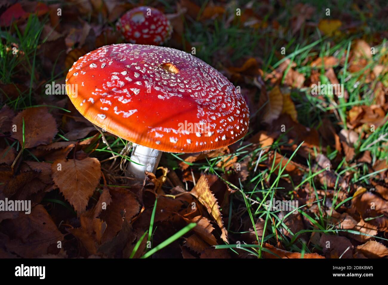 Amanita muscaria, commonly known as the fly agaric against a background of grass and fallen brown leaves.  A smaller mushroom stands behind. Stock Photo