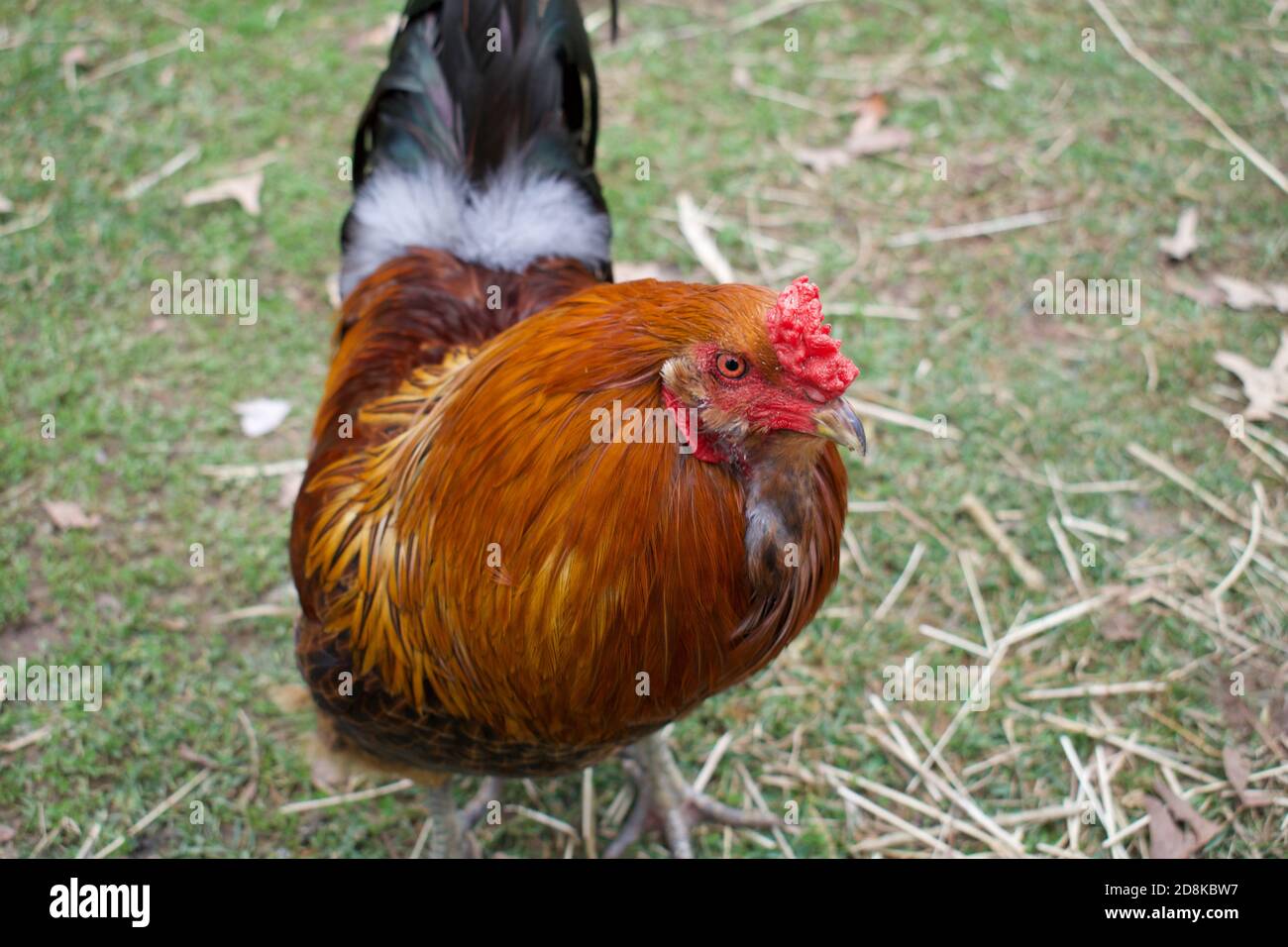 Backyard barnyard, pastured freerange chickens on a small plot of land