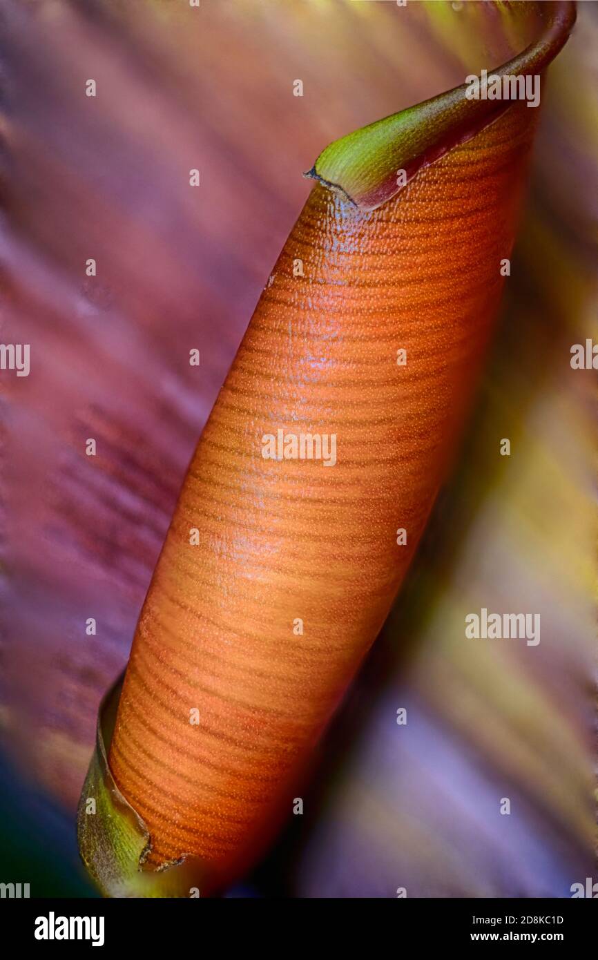 Banana Tree Flower Petal  Texture and Colors Stock Photo