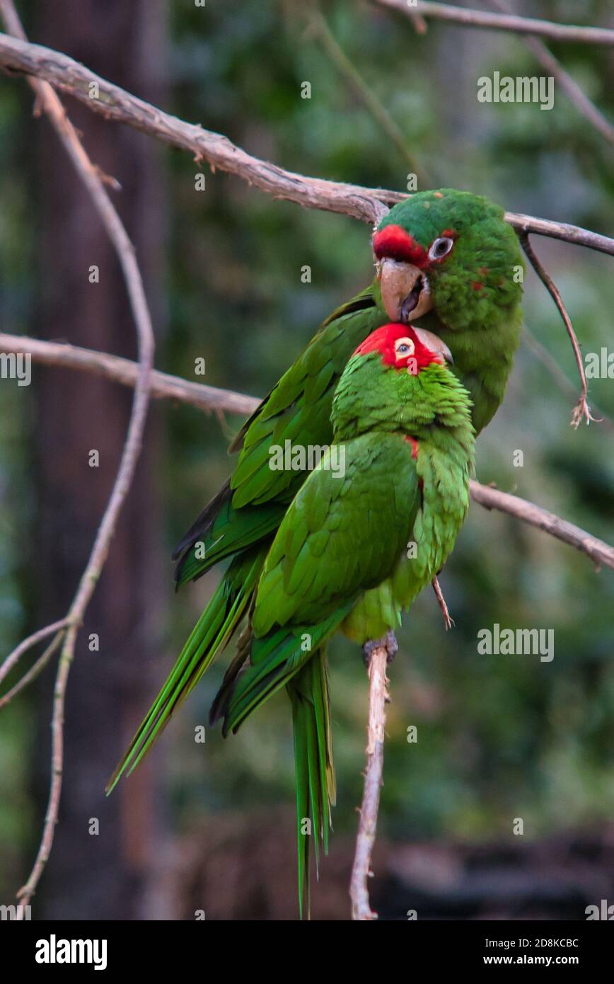 Cherry head conure hi res stock photography and images Alamy