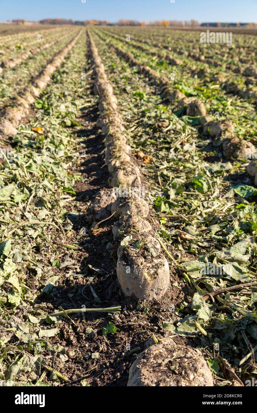 Deckerville, Michigan - Sugar beets about to the harvested in a Michigan field. The beets will be processed by the Michigan Sugar Company, a farmer-ow Stock Photo