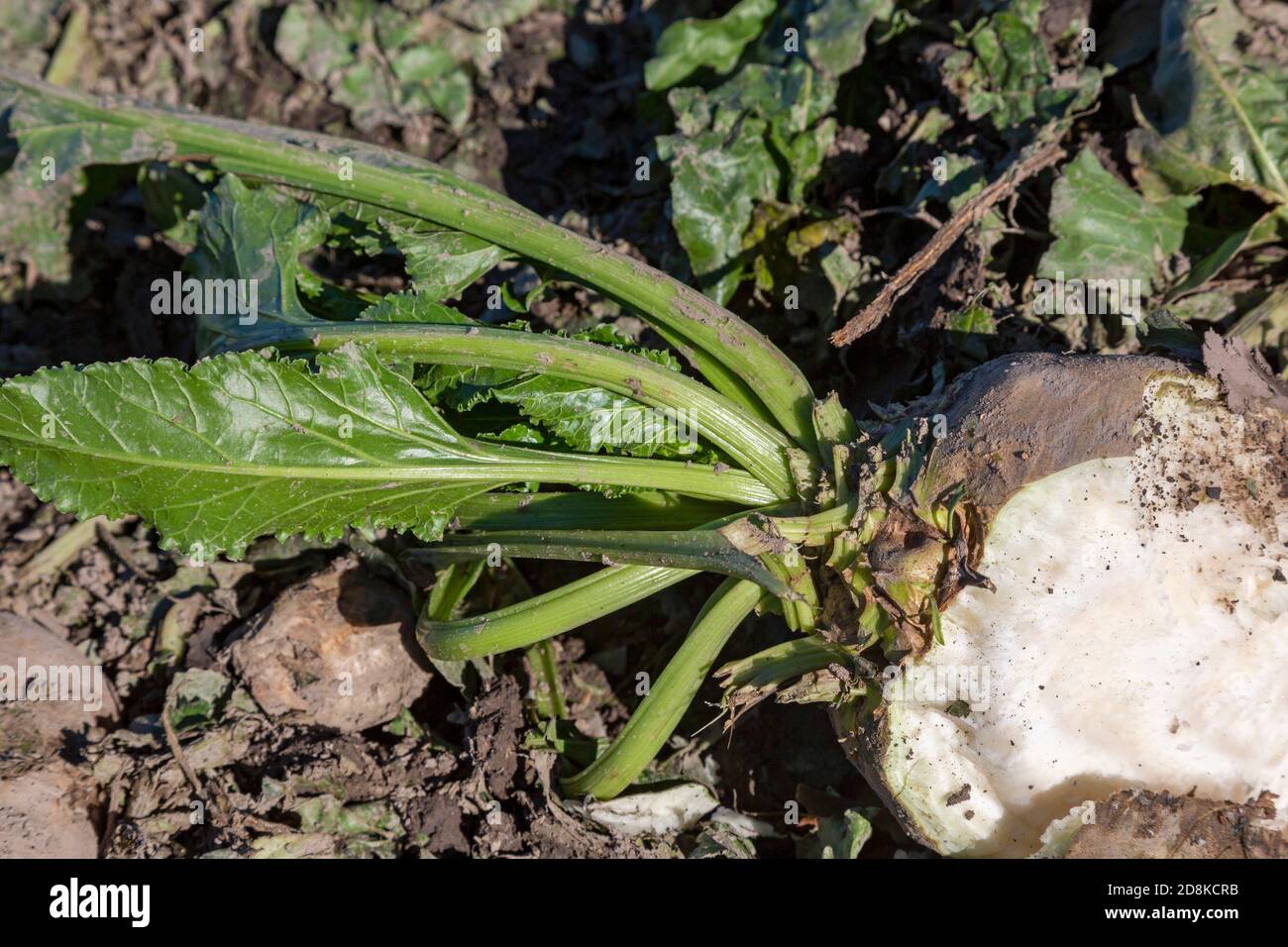 Deckerville, Michigan - A sugar beet left in a Michigan field after the harvest. Stock Photo