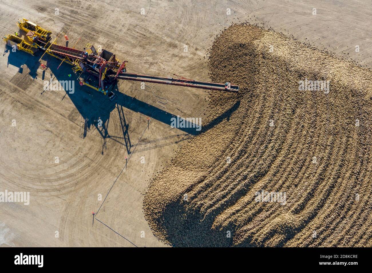 Croswell, Michigan - Sugar beets are piled up after harvesting in the autumn, awaiting processing at the Michigan Sugar Company. The company is a farm Stock Photo