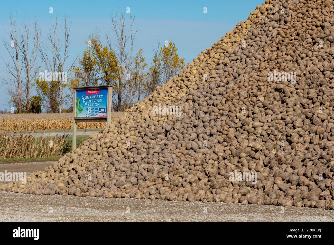 Sandusky, Michigan - Sugar beets are piled up awaiting processing at one of Michigan Sugar Company's receiving stations. The company is a farmer-owned Stock Photo