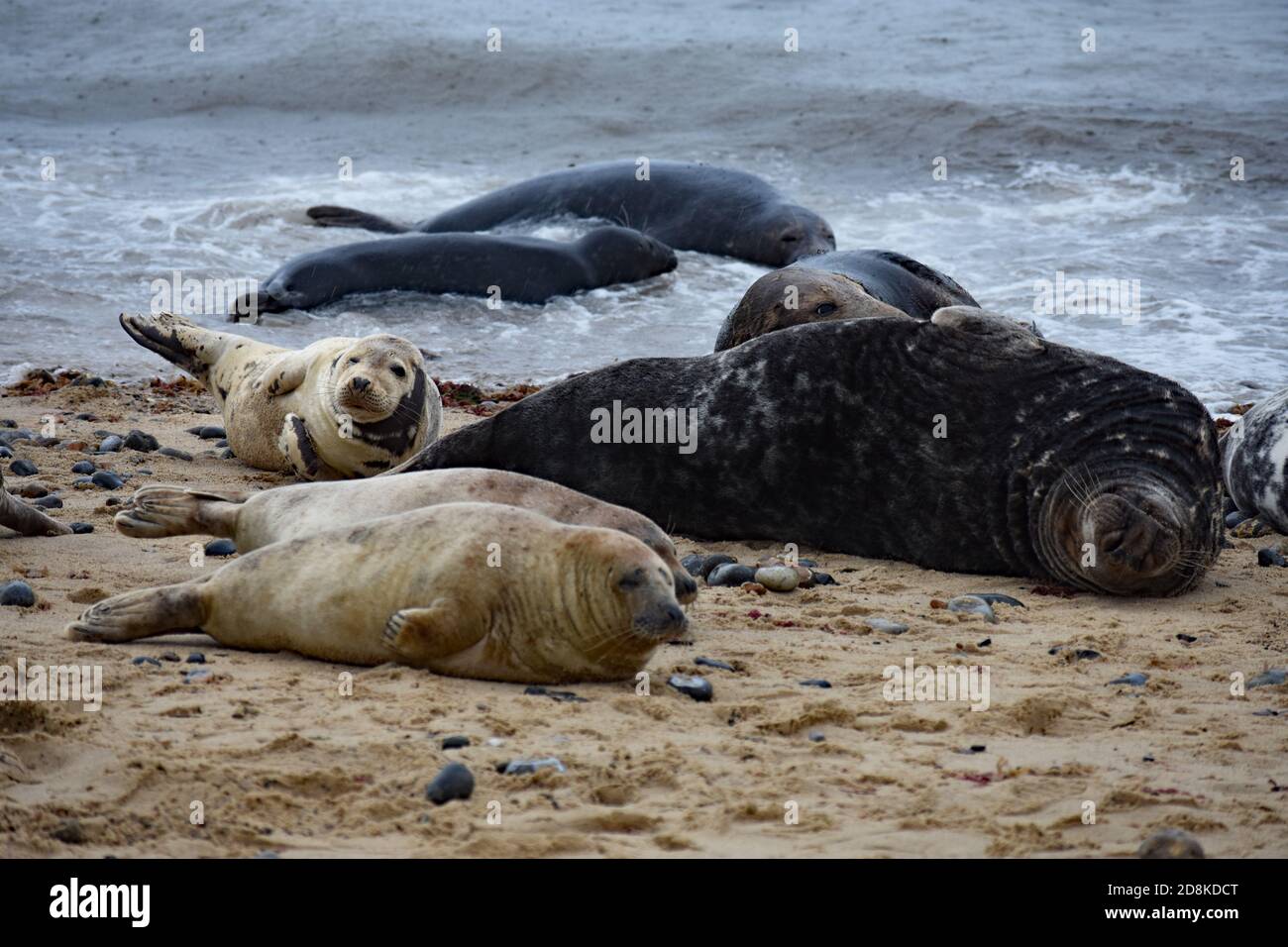 Great Seals Of England Hi res Stock Photography And Images Alamy great-seals-of-england-hi-res-stock-photography-and-images-alamy