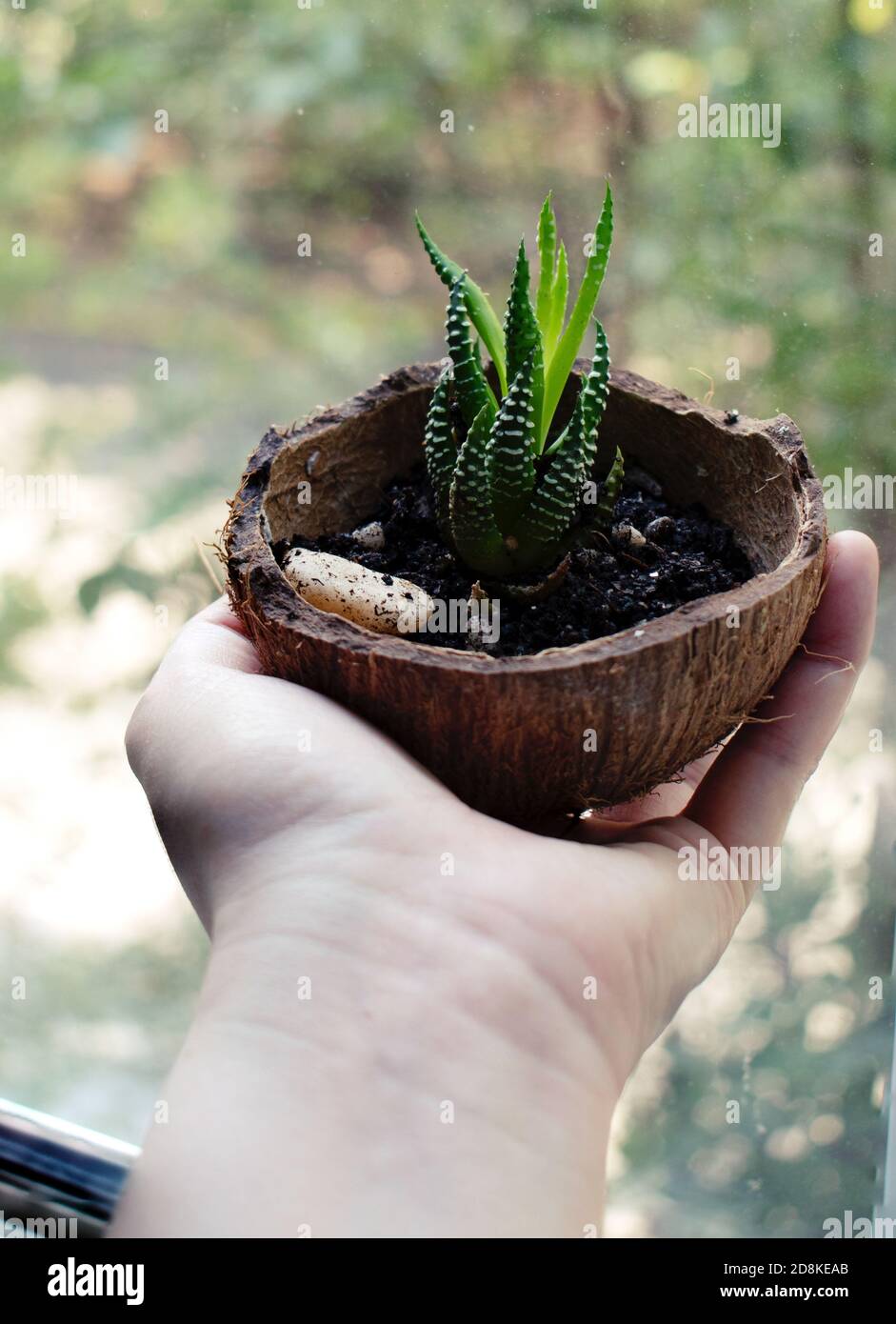 Hand holding a coconut shell with a green and white striped succulent plant. Stock Photo