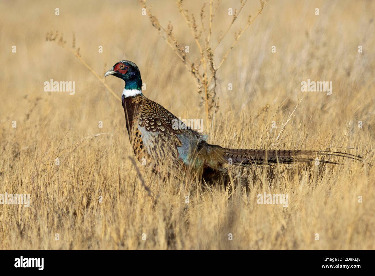 China pheasants hires stock photography and images Alamy