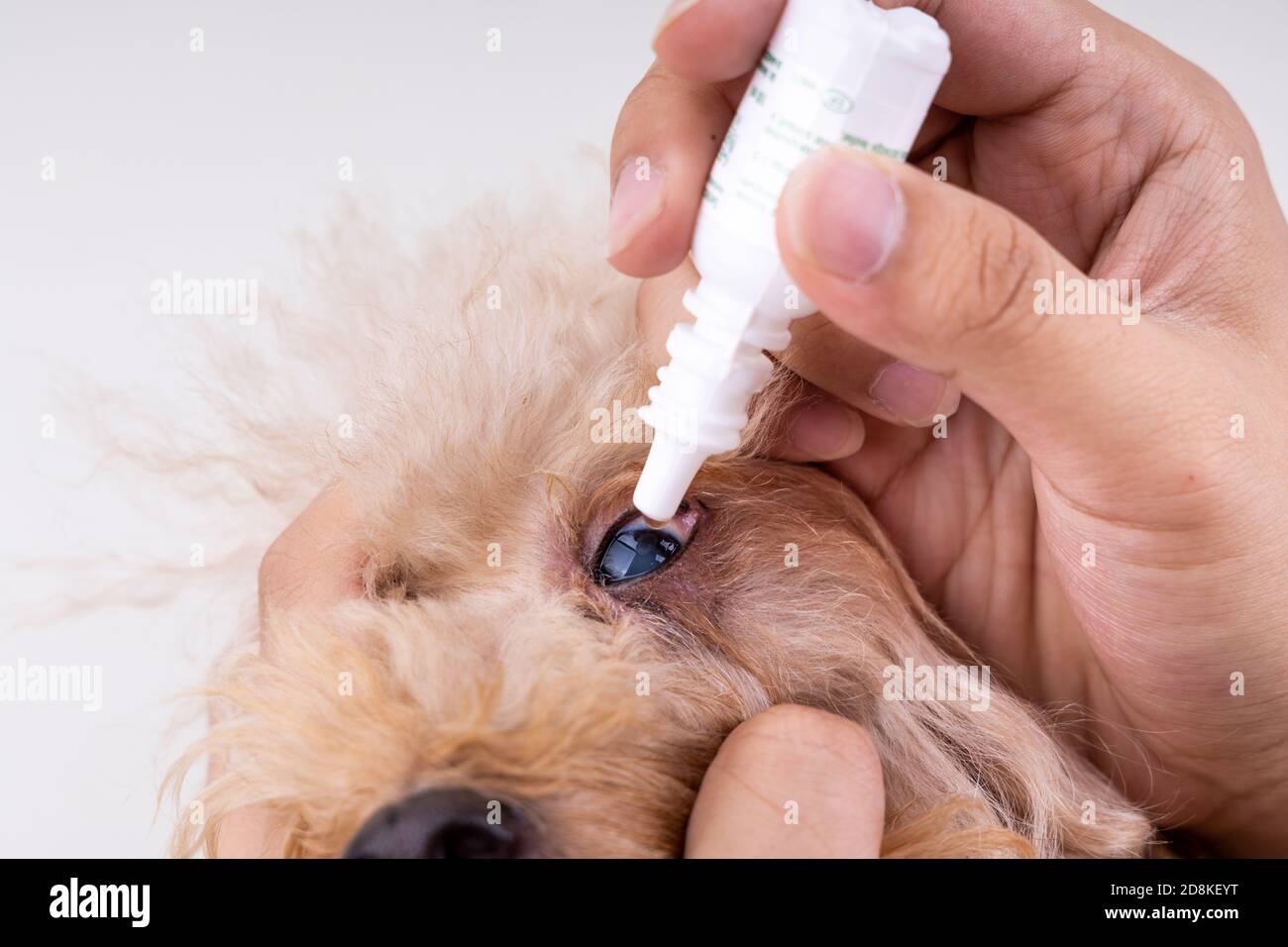 Are There Eye Drops For Dogs With Cataracts