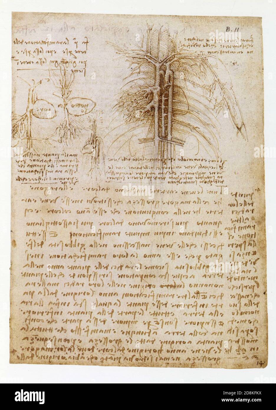 Leonardo da Vinci.The main arteries and veins of the thorax and studies of the heart and blood vessels compared with a plant sprouting from a seed Stock Photo