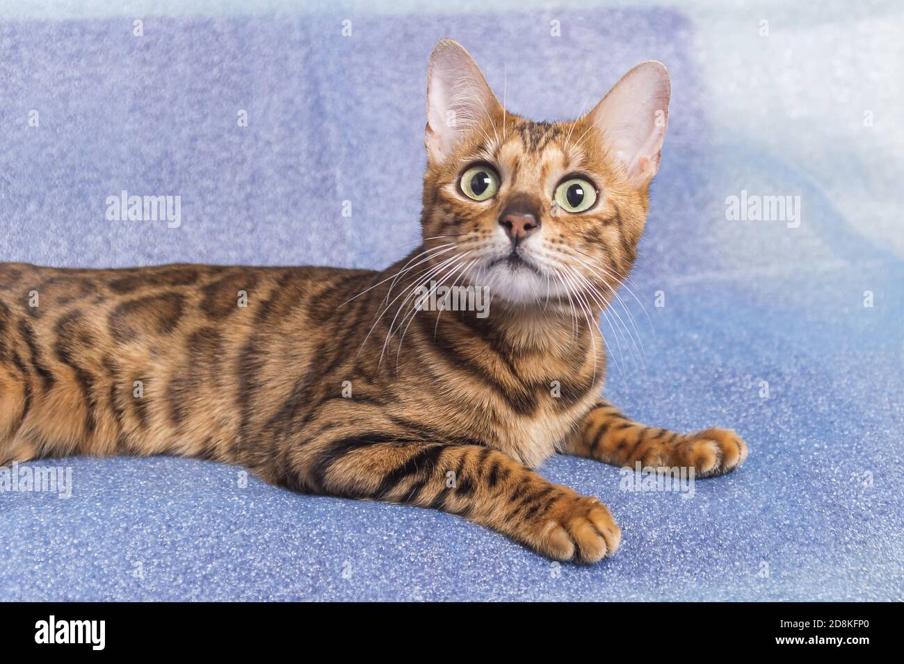 Young playful bengal kitten lying on a blue background while looking up with big eyes Stock Photo