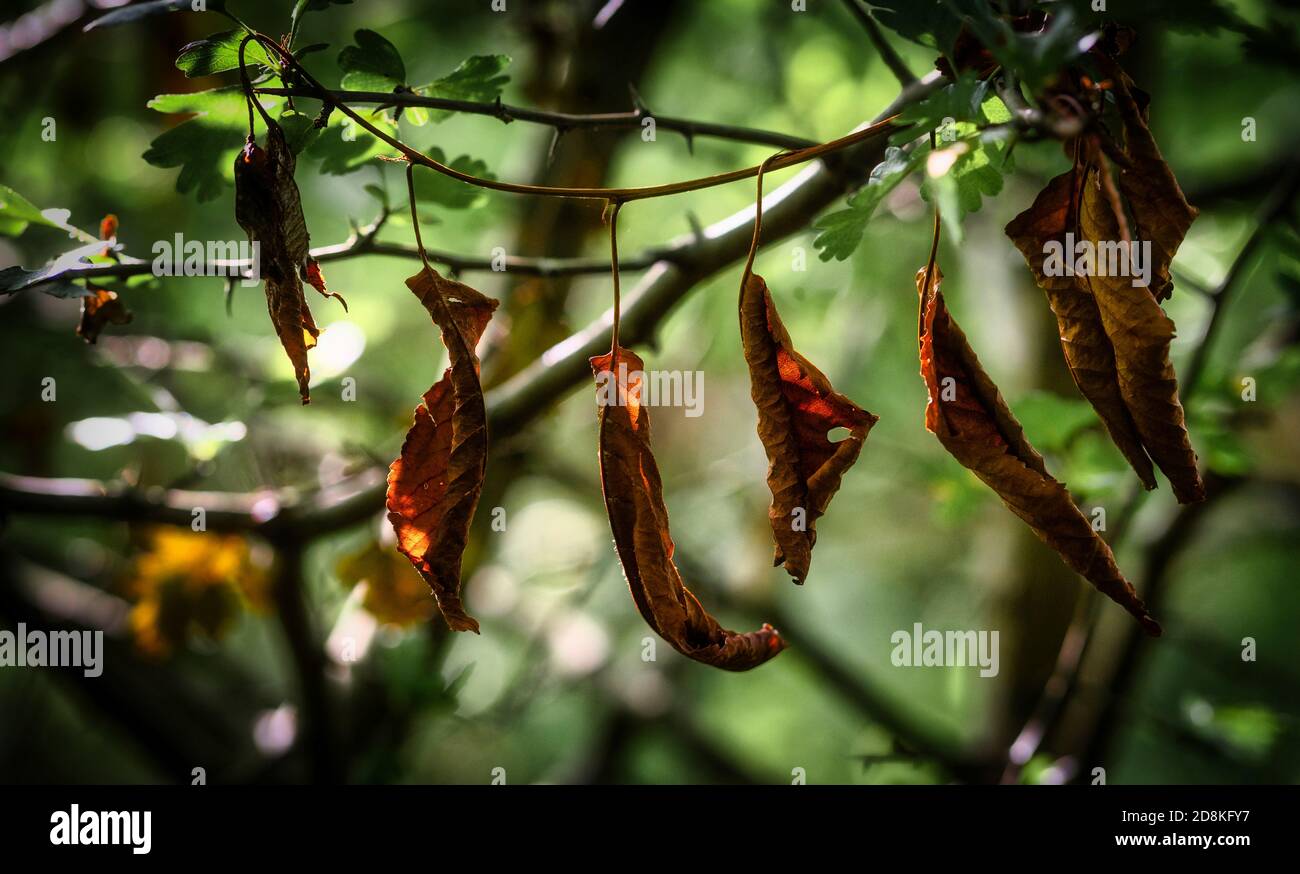 Dry branch and leaf hi-res stock photography and images - Alamy