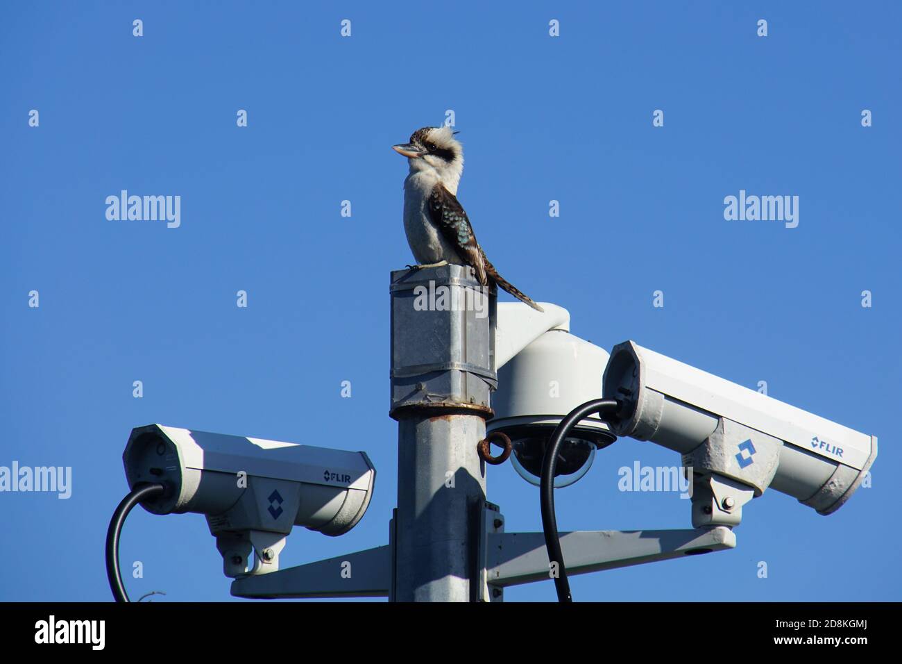 Kookaburra atop a CCTV Pole Stock Photo
