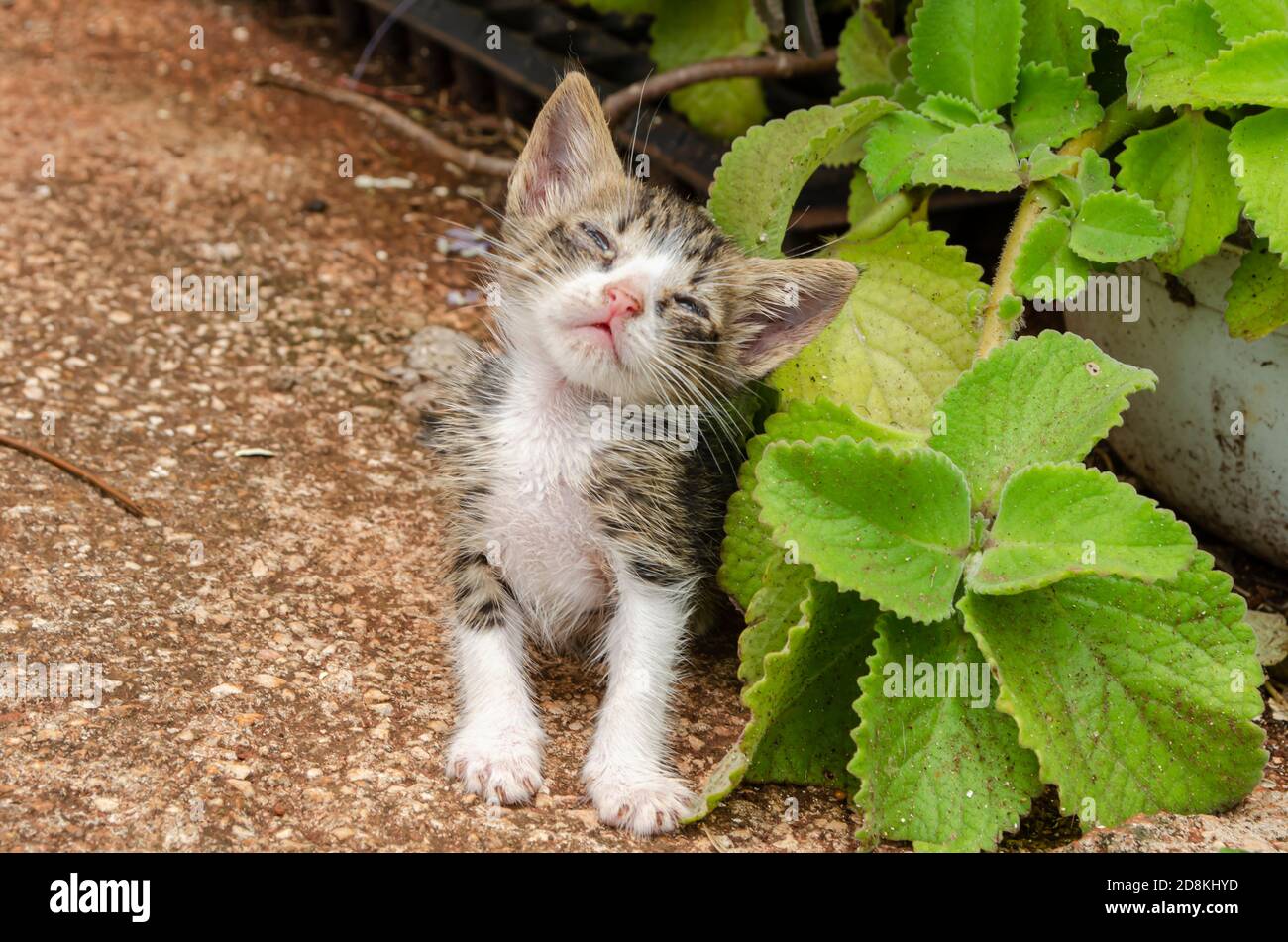 Pus In Sick Cat's Eyes Stock Photo Alamy