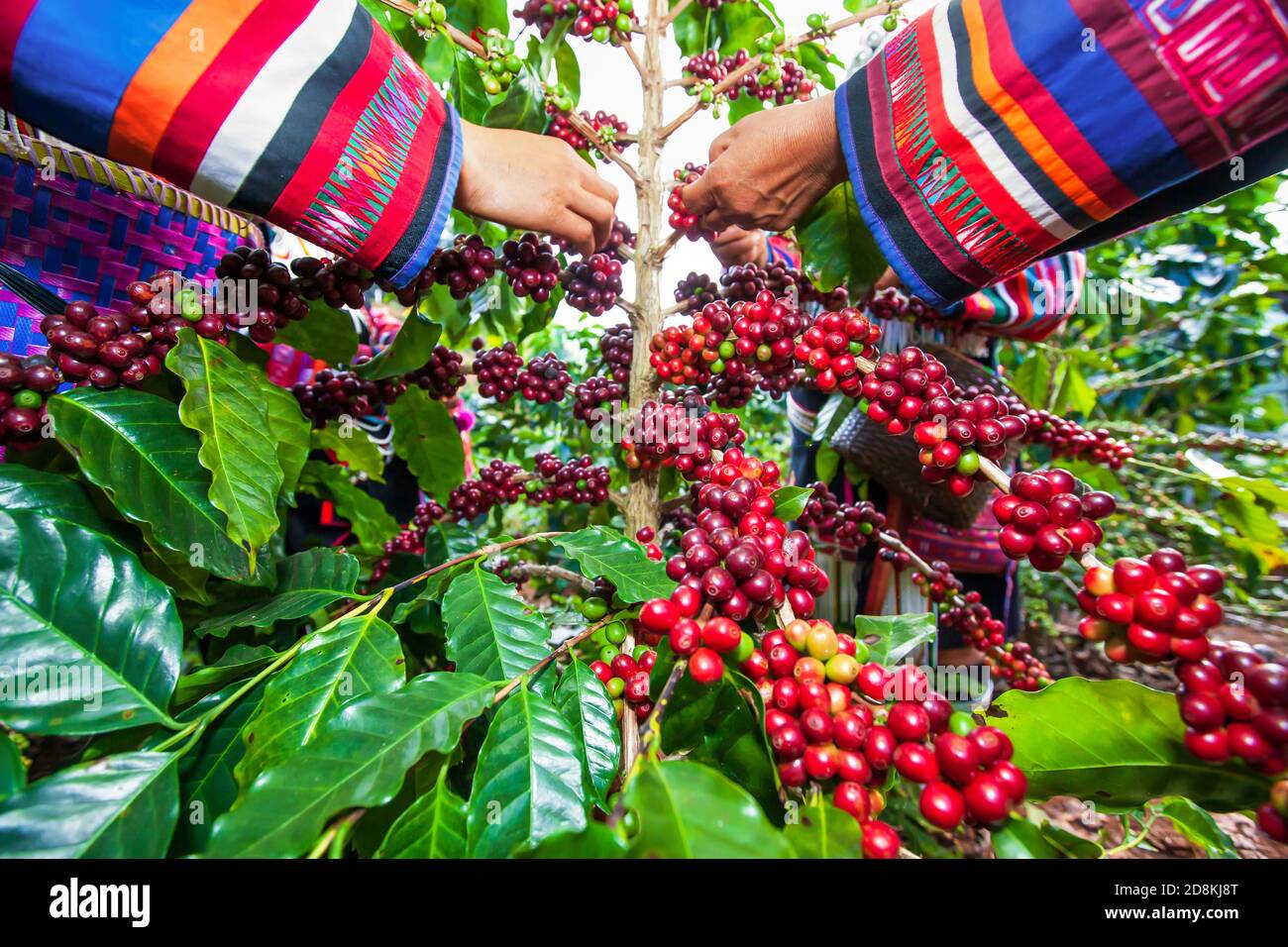 A group of Lahu tribe women in traditional clothes collecting coffee beans in a coffee garden. Selective focus. Stock Photo