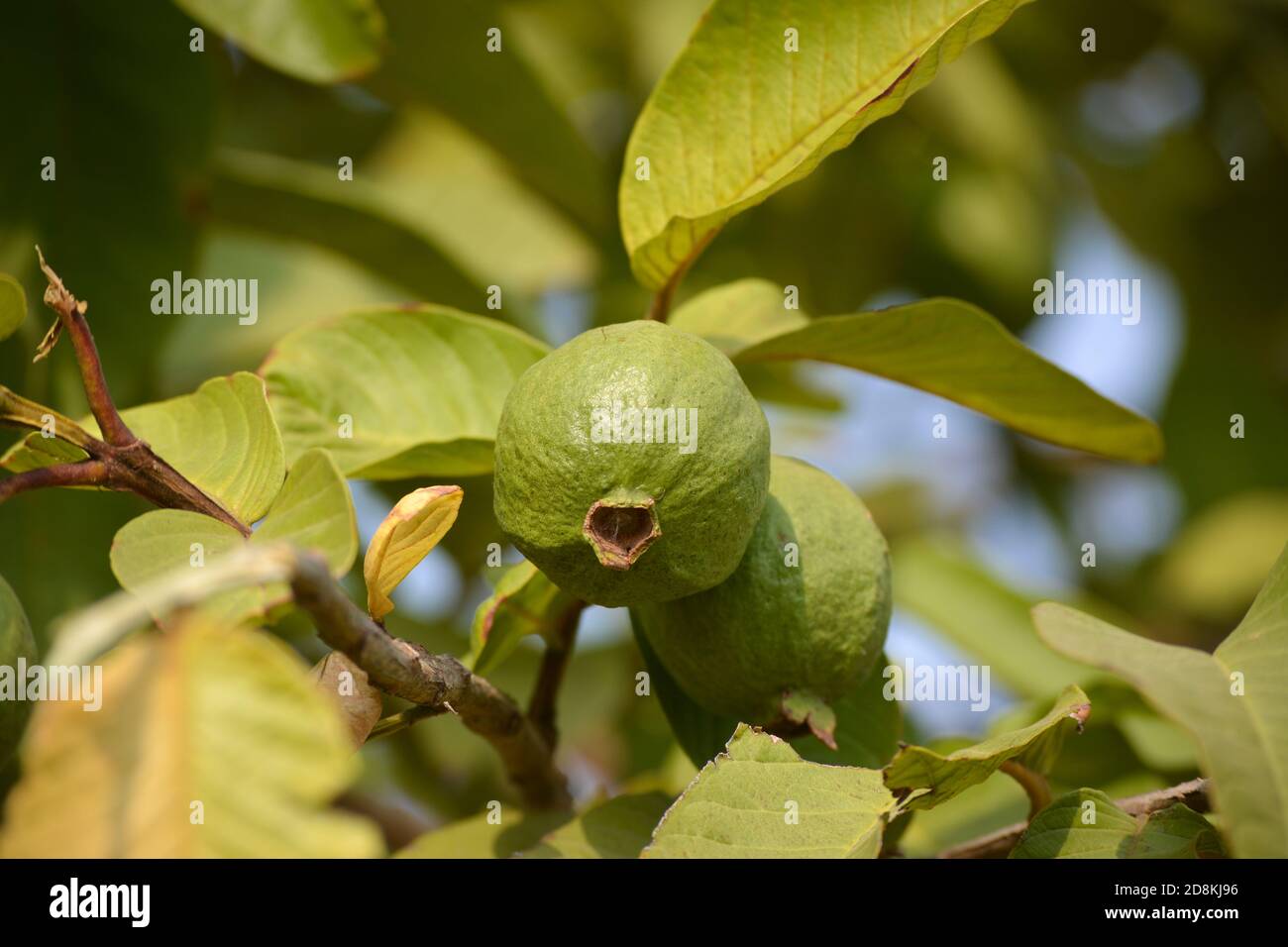 Fruit hanging on tree hires stock photography and images Alamy